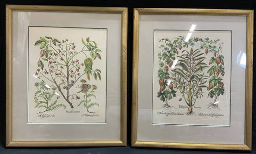 Lot 2 Basilius Besler Colored Botanical Etchings: 2 Basilius Besler hand colored etchings. Reproductions of 17th century originals, Balfamina Foemina and Pfeudofycomorus. Subjects depict flora and fruit specimens. Professionally framed and matted in