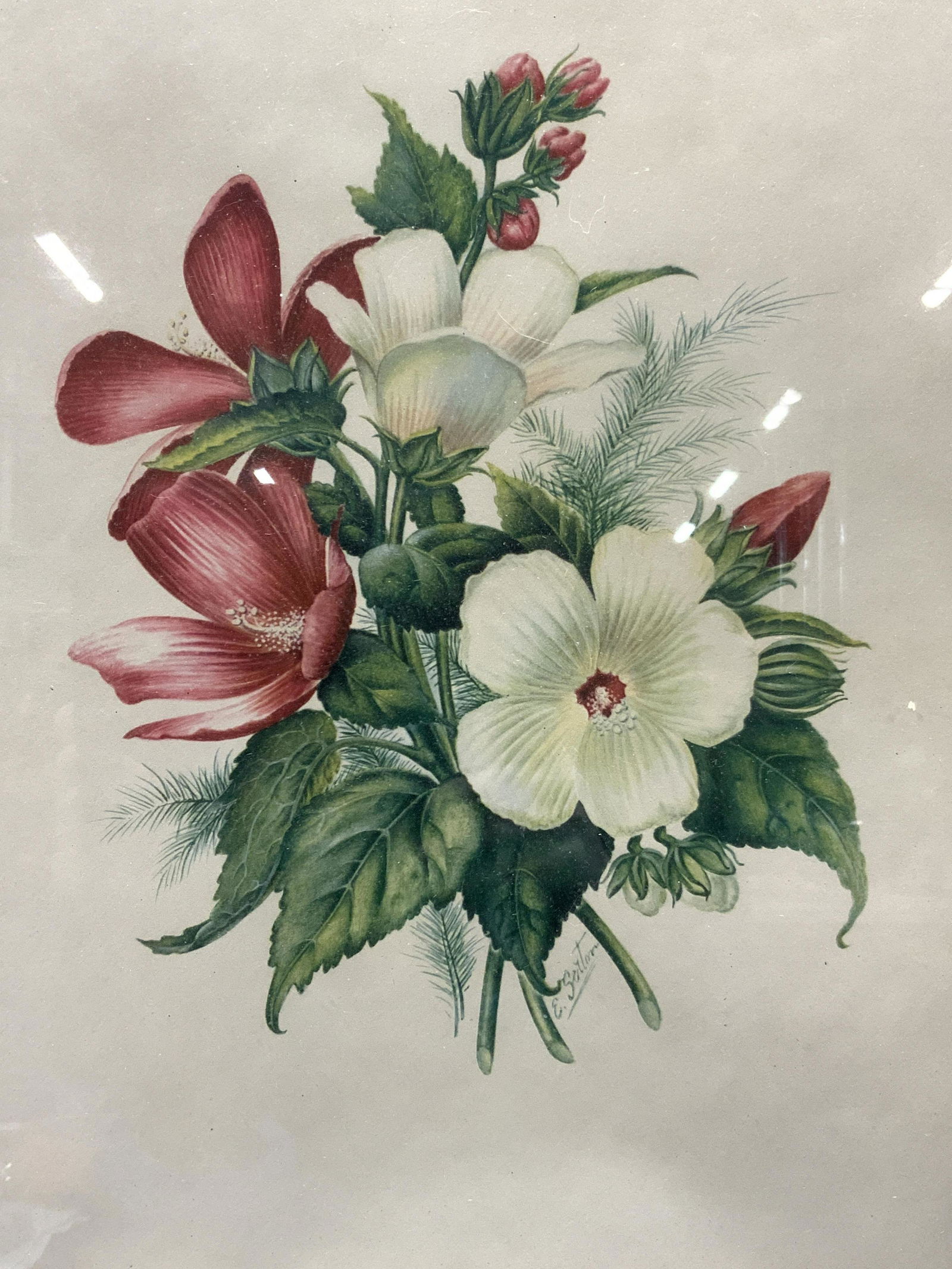 Marked E.Serton Botanical Lithograph (1 of 8)