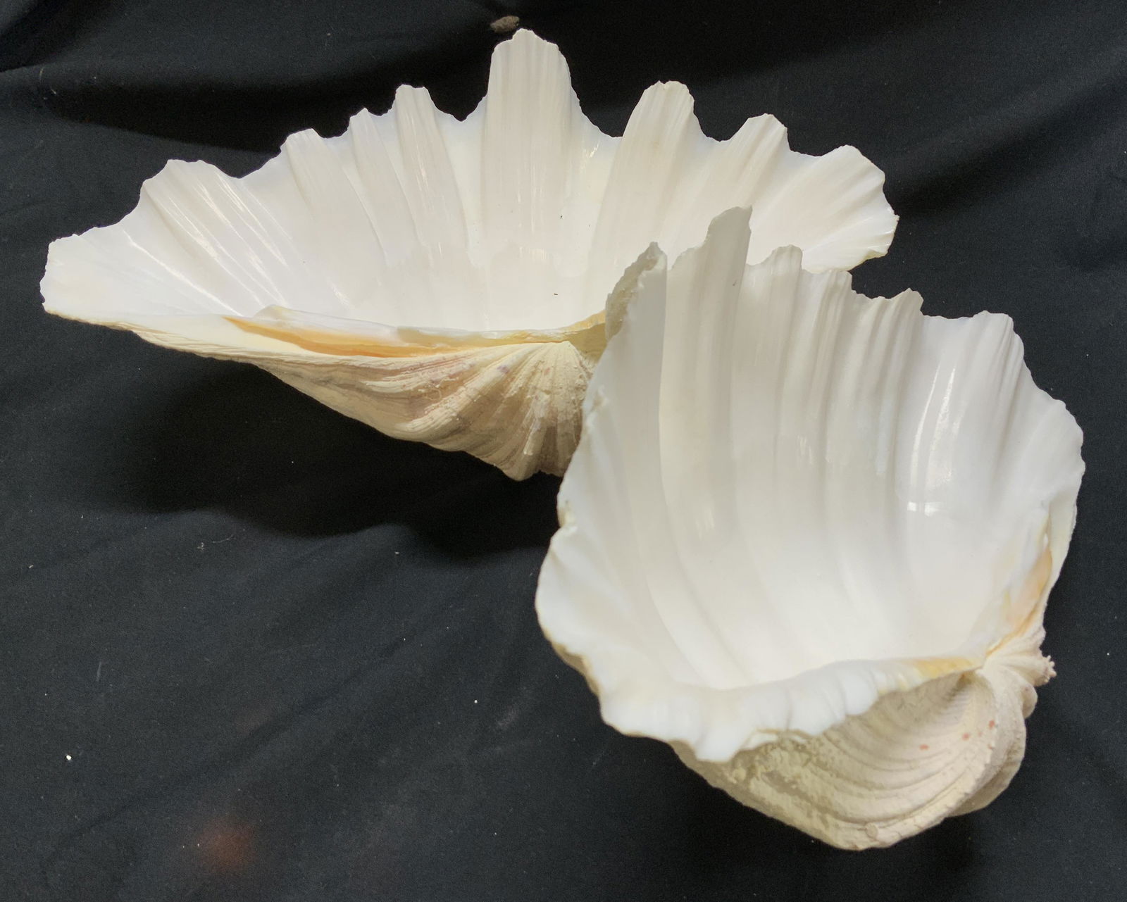 Pair South Sea Large Clam Shells, 11 in. (1 of 8)