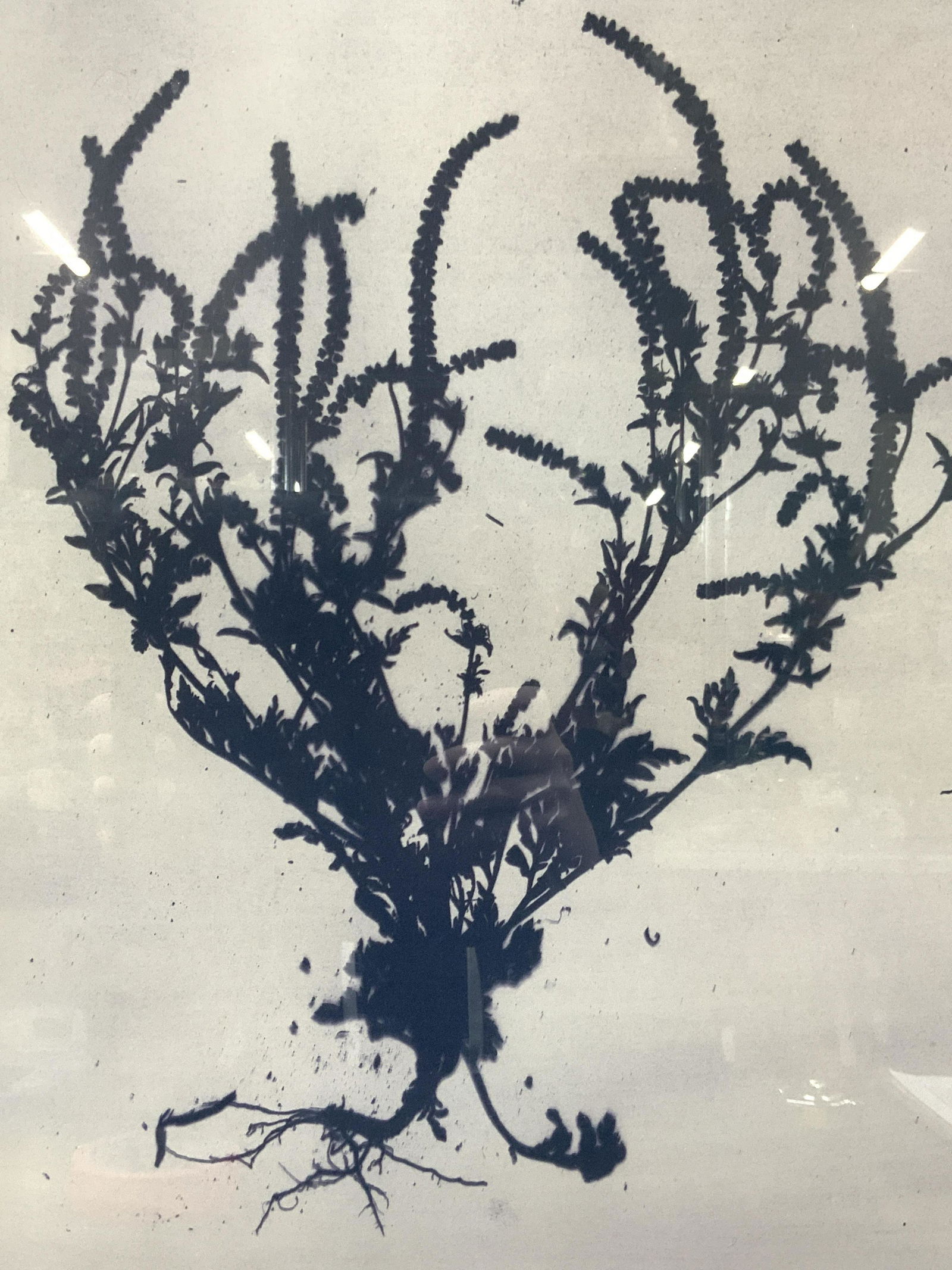 Signed Annual Ragweed  Botanical Lithograph (1 of 11)