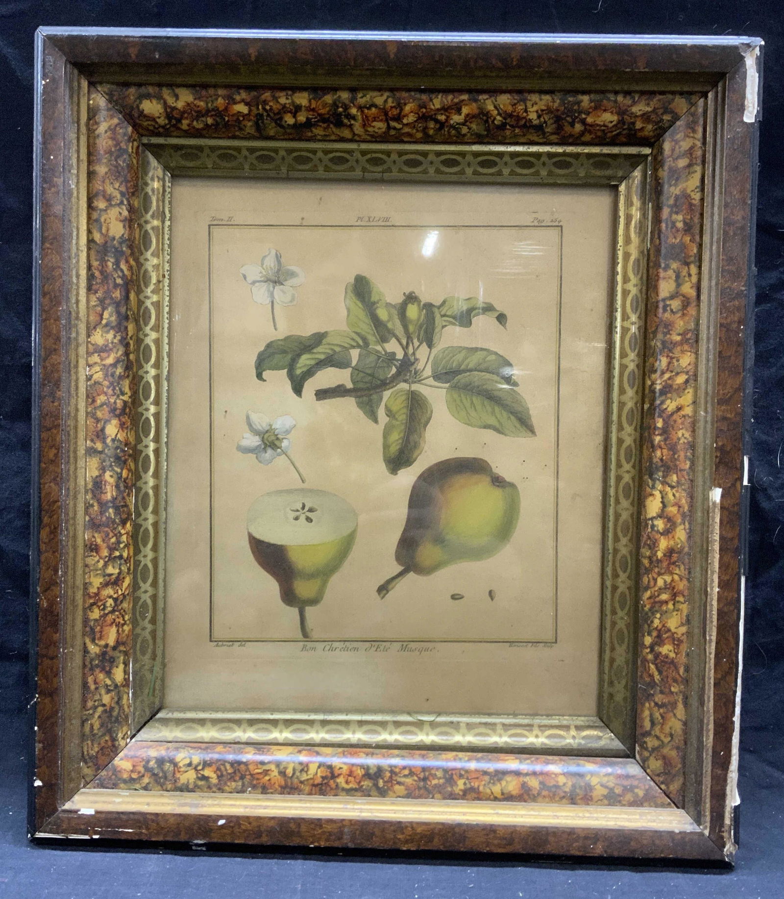 Framed French Botanical Pear Etching (1 of 6)