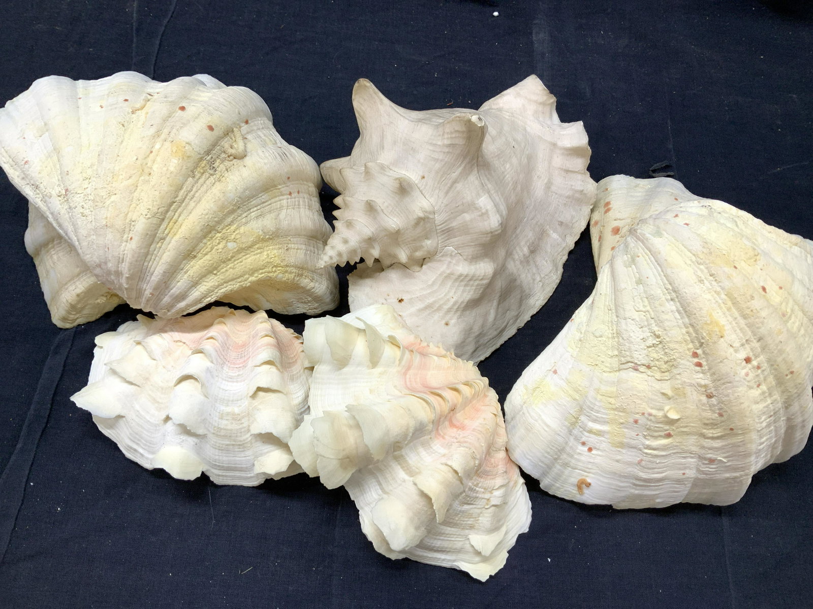 Group 7 Large South Pacific Snail & Clam Shells (1 of 10)
