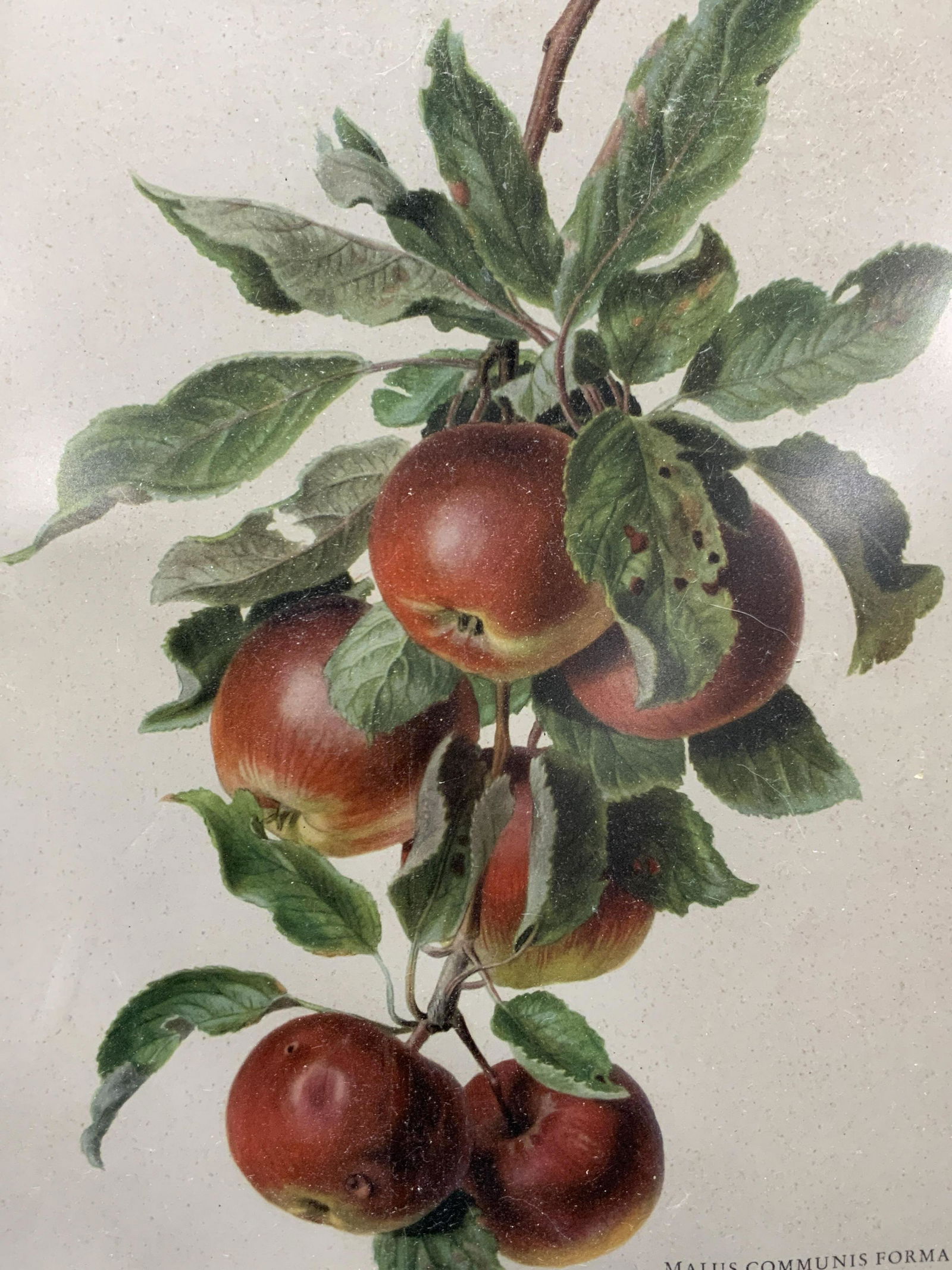 Carlos Von Riefel Apple Litho (1 of 8)