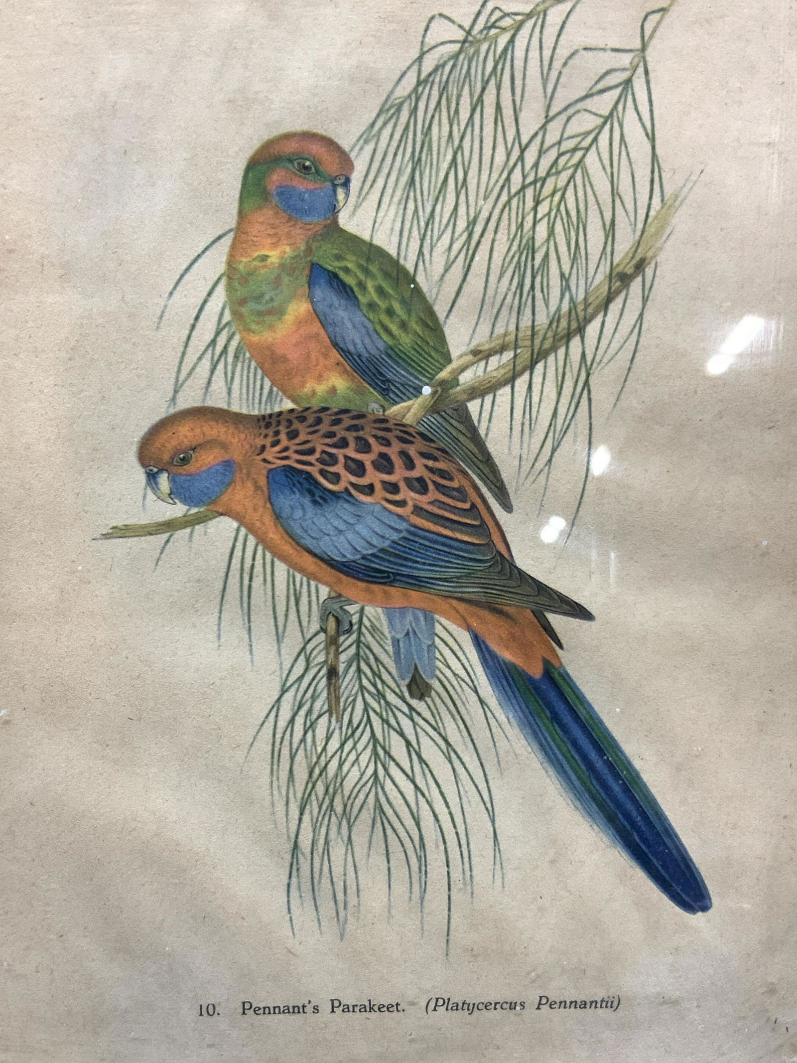 Framed Pennants Parakeets Litho (1 of 8)