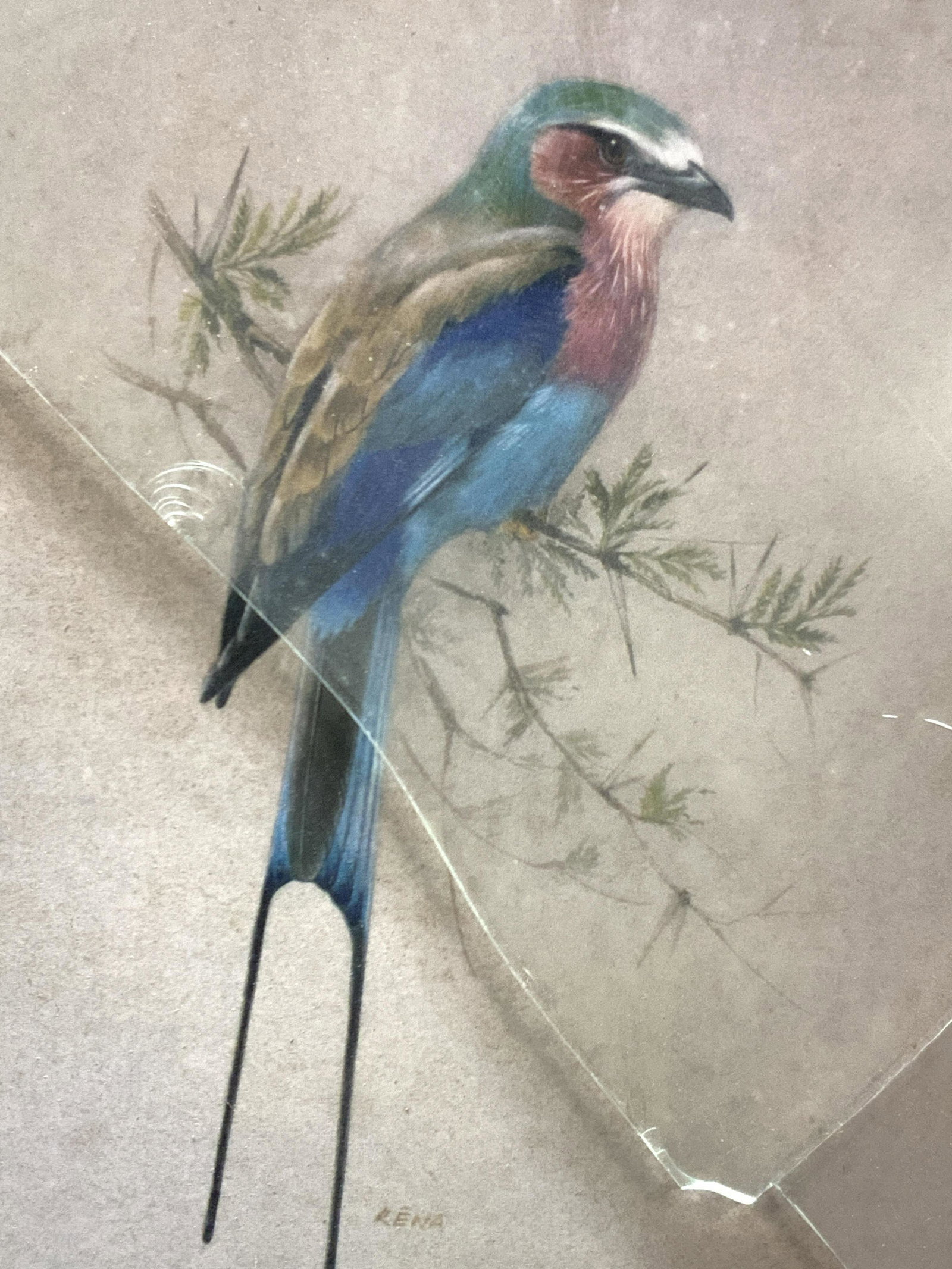 RENA Lilac Breasted Roller Bird Litho: Marked on Rena on center. Lower right corner reads Lilac Breasted Roller, Coracias Caudata Depicting a perched lilac Breasted roller on a branch, Framed in green toned wooden frame with off white mat 