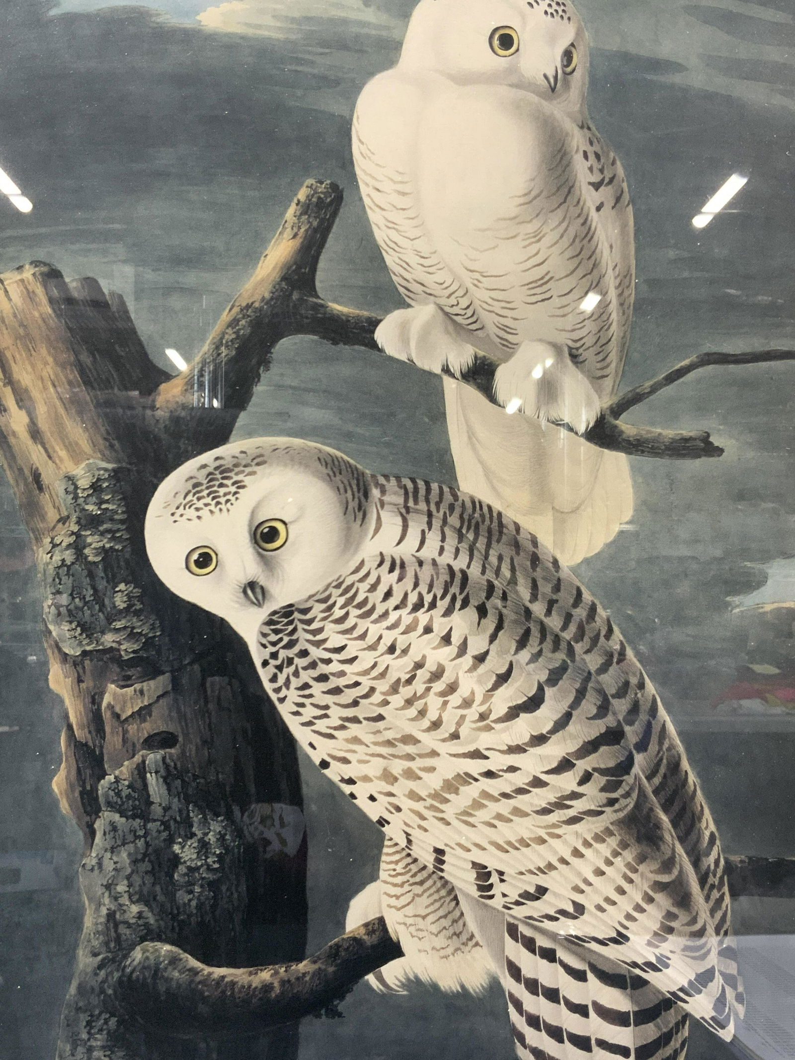 Framed Snowy Owl Litho By John Audbon (1 of 8)