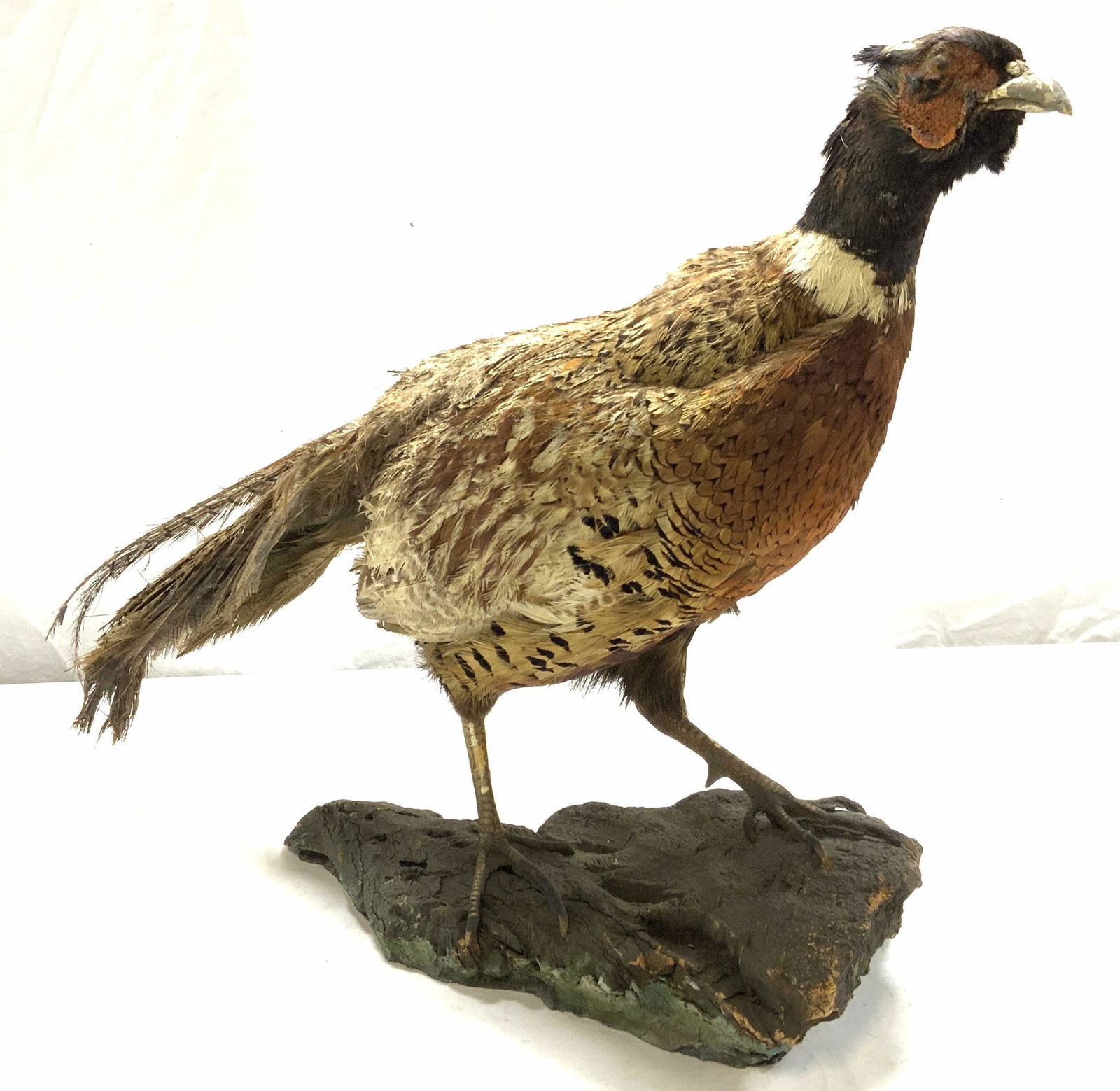 Vintage Pheasant Taxidermy Display (1 of 8)