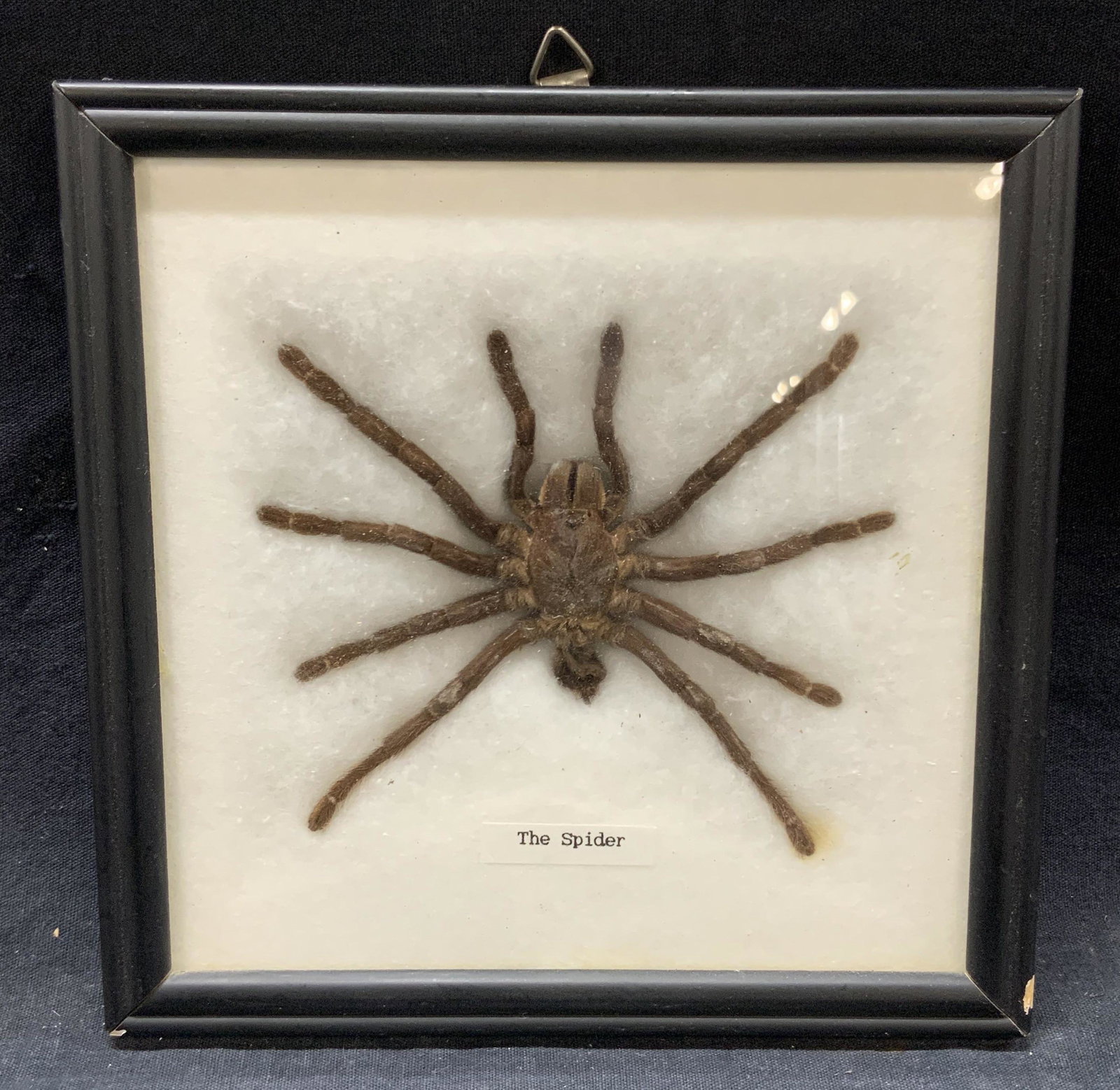 Framed Preserved Tarantula Spider Specimen (1 of 9)