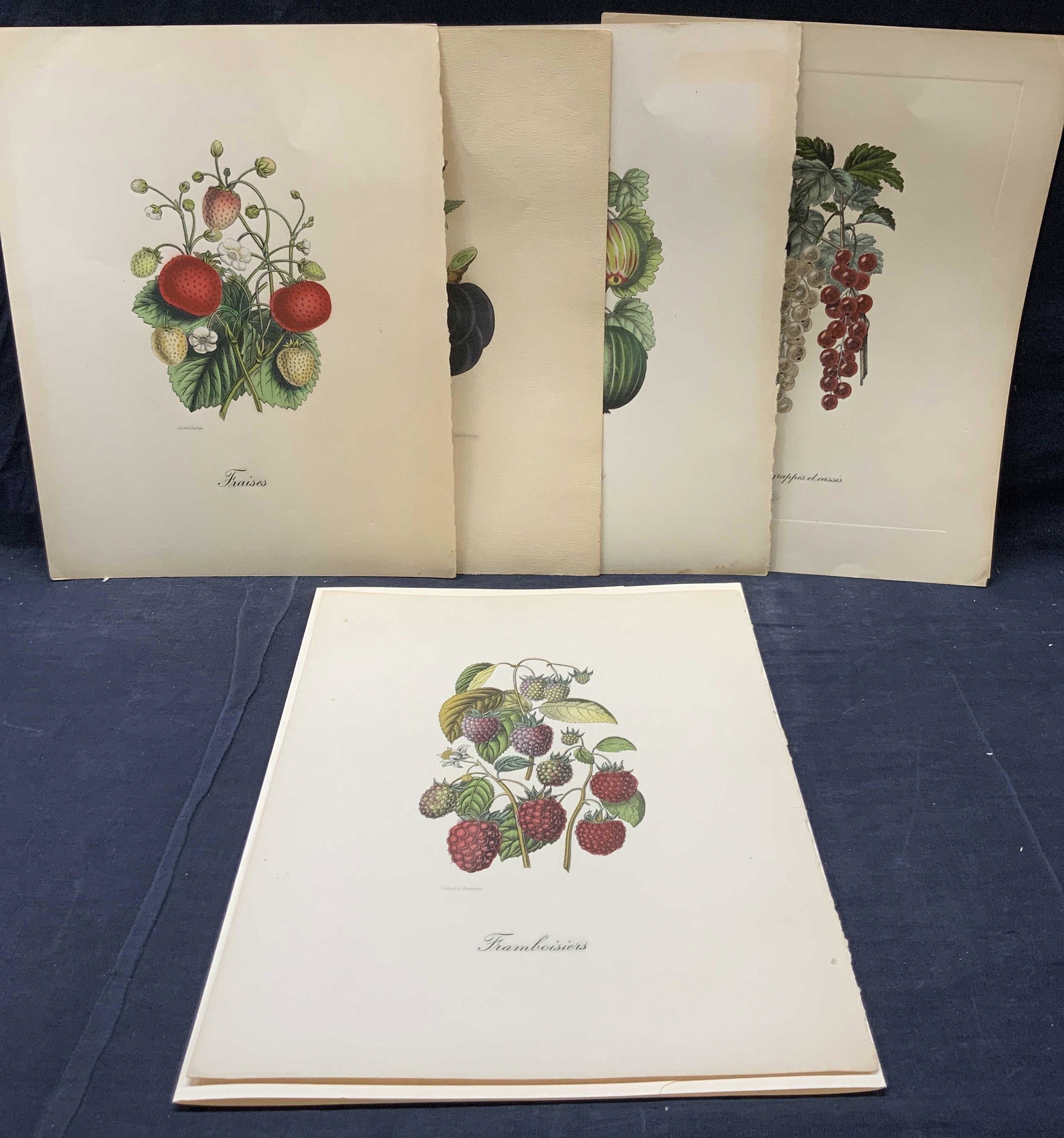 G.Severeyns 5 Botanical Lithographs (1 of 11)