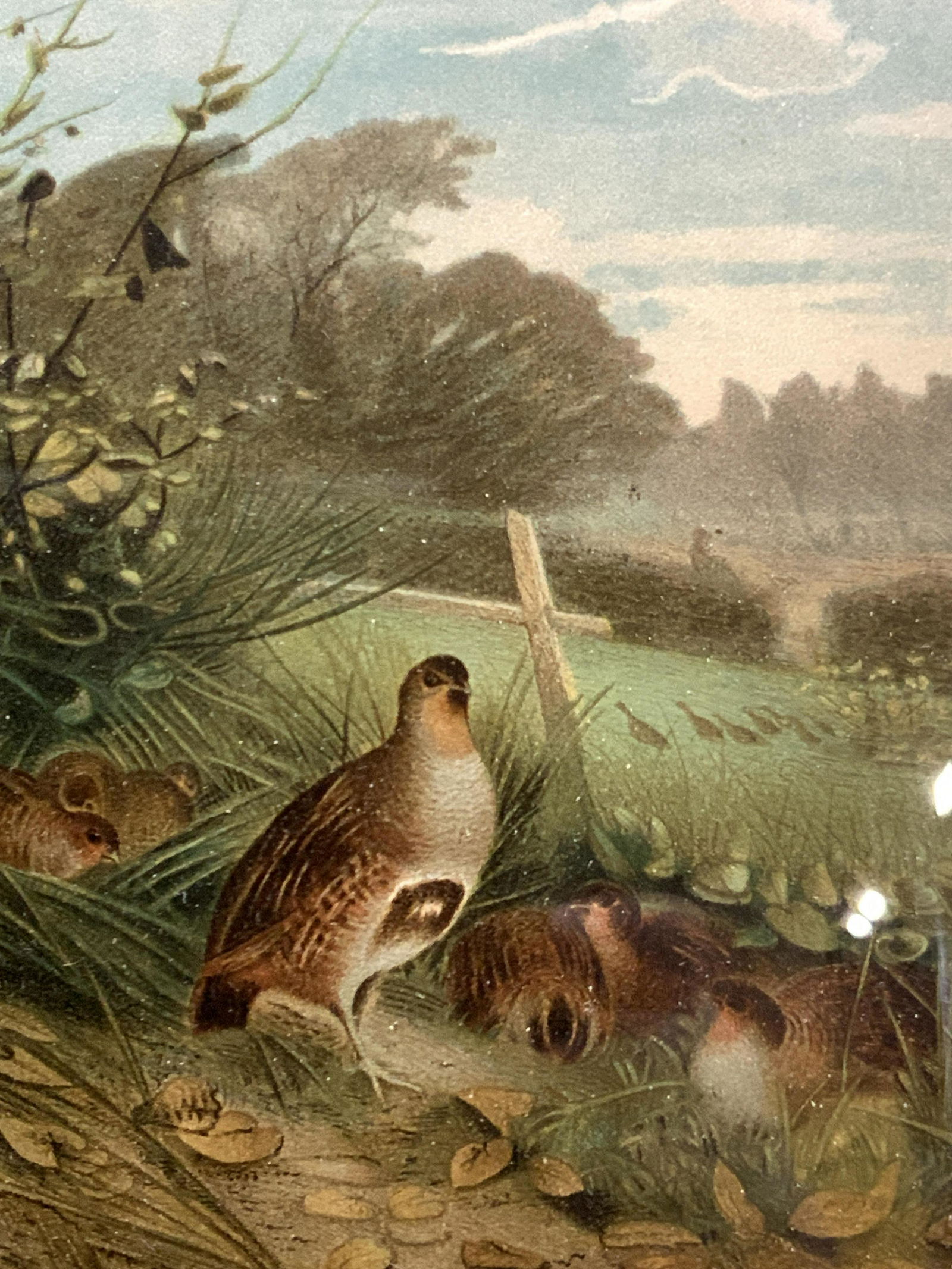 Prang Framed Partridge Colored Lithograph (1 of 7)