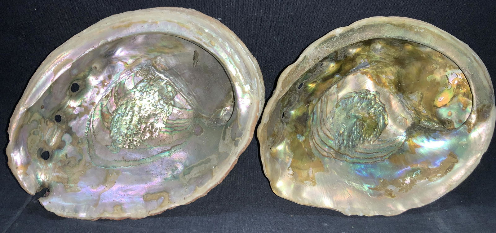 Set 2, 8 Inch Abalone Shells: Set of 2 8 inch long Abalone shells with smoothed colorful interior sides and raw shell exteriors. Both approximately 8 inches long and 6 inch diameter. Evident chipping to certain areas of shells. Ab