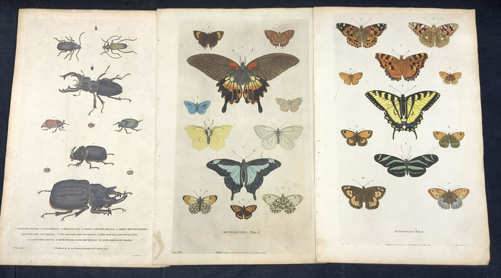 3 Antique Entomology Plate Etching Illustrations (1 of 9)