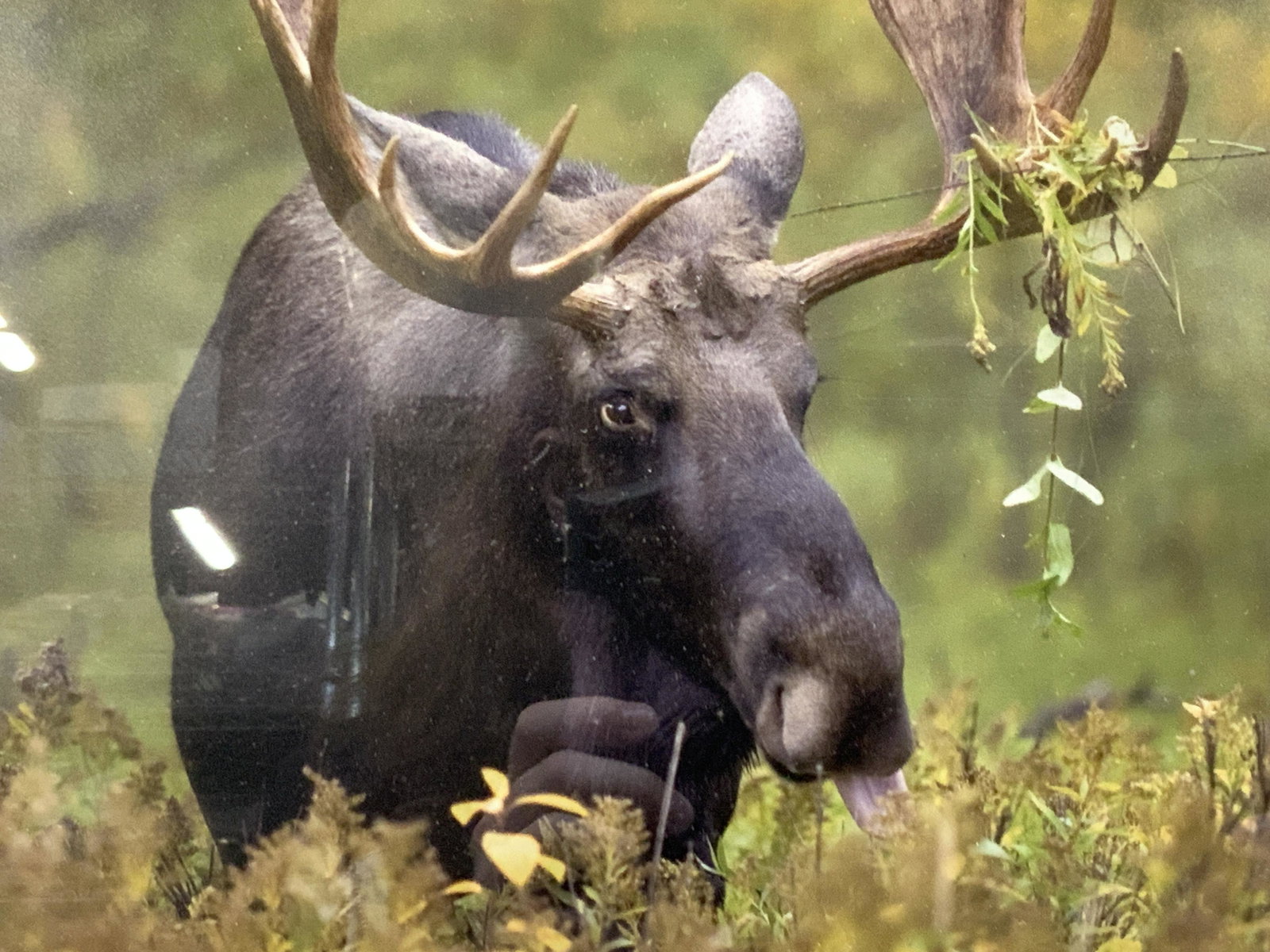 BILL KEAY Moose Wildlife Photography: Marked copyright Bill KEAY on right cornerDepicts a Moose within a grassy field with leaves and weeds in his antler and its tongue out.Framed in dark wood and black band easel picture frame with white