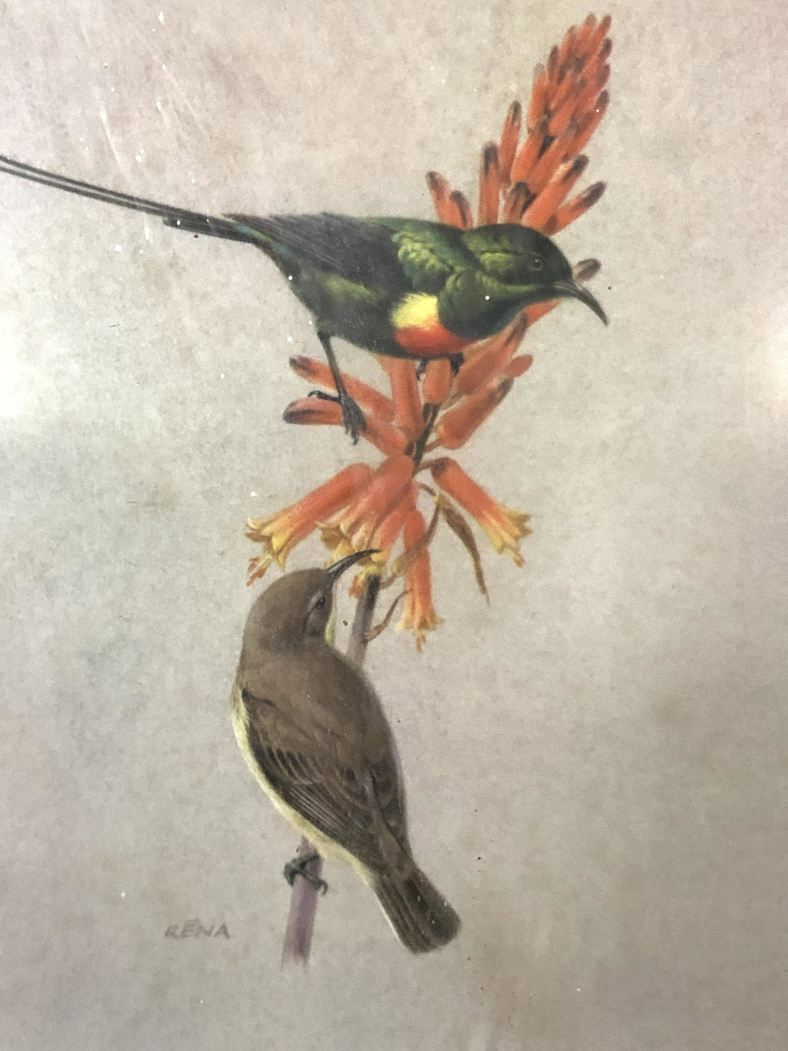 Framed Rena Sunbird Lithograph: Marked on litho, Rena. Depicts a beautiful Sunbird. nectarinia Pulchella perched on an orange flowered branch. Framed in green toned wooden cream with off white mat board. Approximately 16 x 13 inches