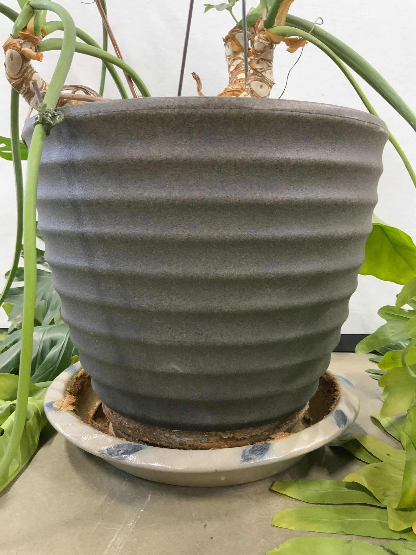 Planter W Ceramic Drainage Dish (1 of 6)