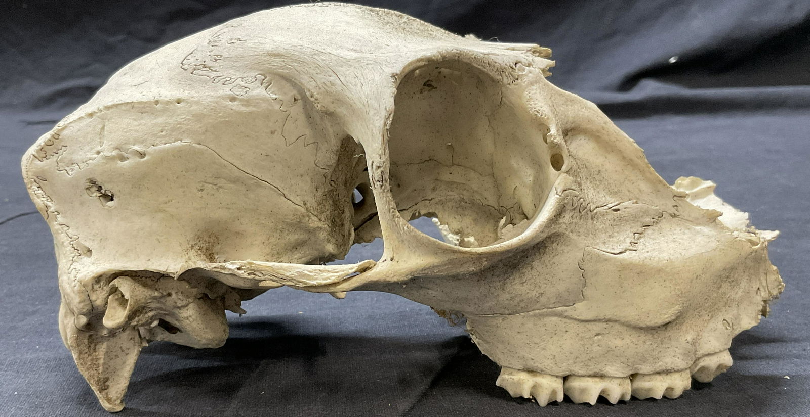 Bleached Animal Skull (1 of 6)