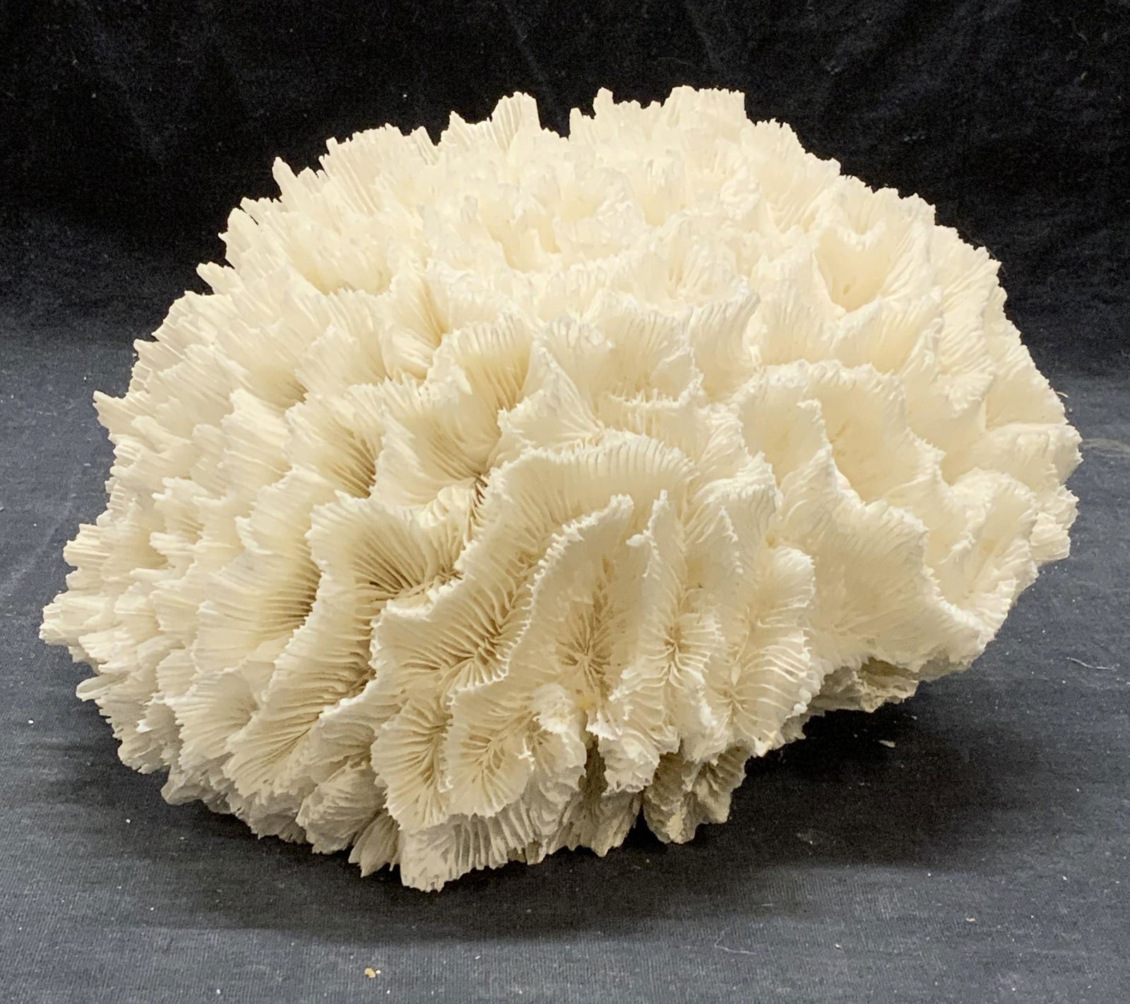 Natural Bleached Coral Specimen (1 of 7)