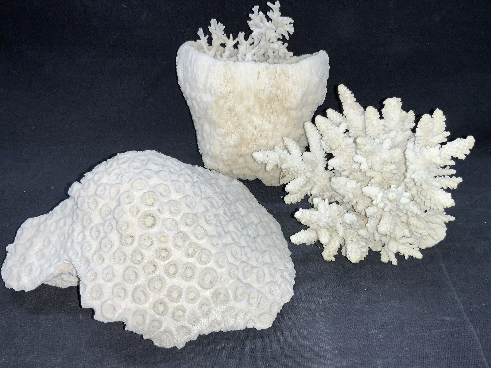 3 Assorted White Coral Specimens (1 of 8)