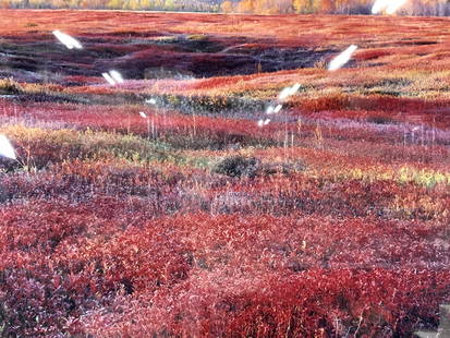 BURKETT SIGNED XL Landscape Lithograph 3ft10in: Signed on lower right corner in graphite, Christoper Burkett. Marked on backside from the Photography West Gallery, Carmel CA. Christopher Burkett Sunrise and Autumn Blueberries, Maine 1994,