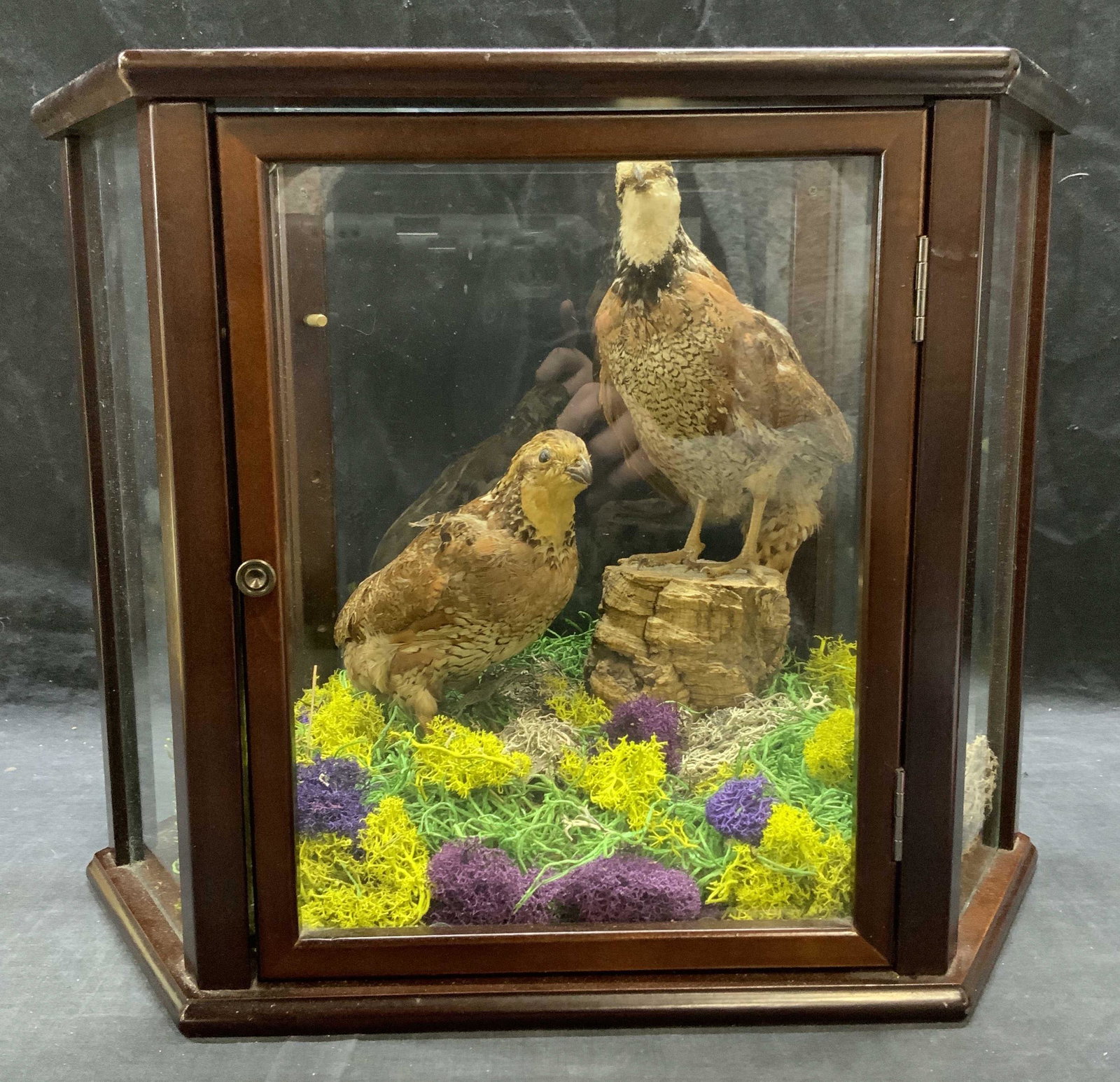 Taxidermy Quail Terrarium Diorama Display (1 of 6)