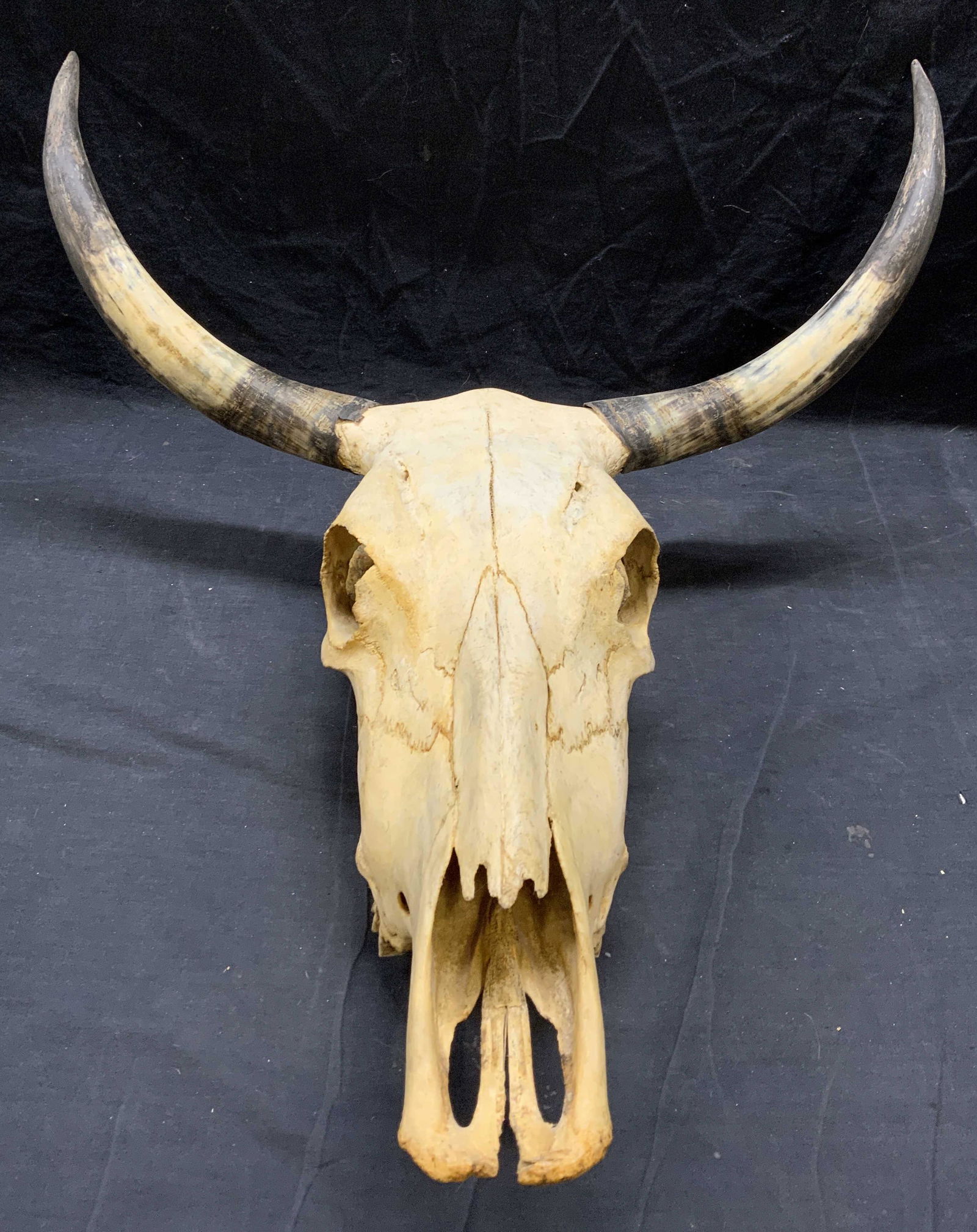 Longhorn Cow Skull Wall Accessory XL 2ft4in (1 of 9)