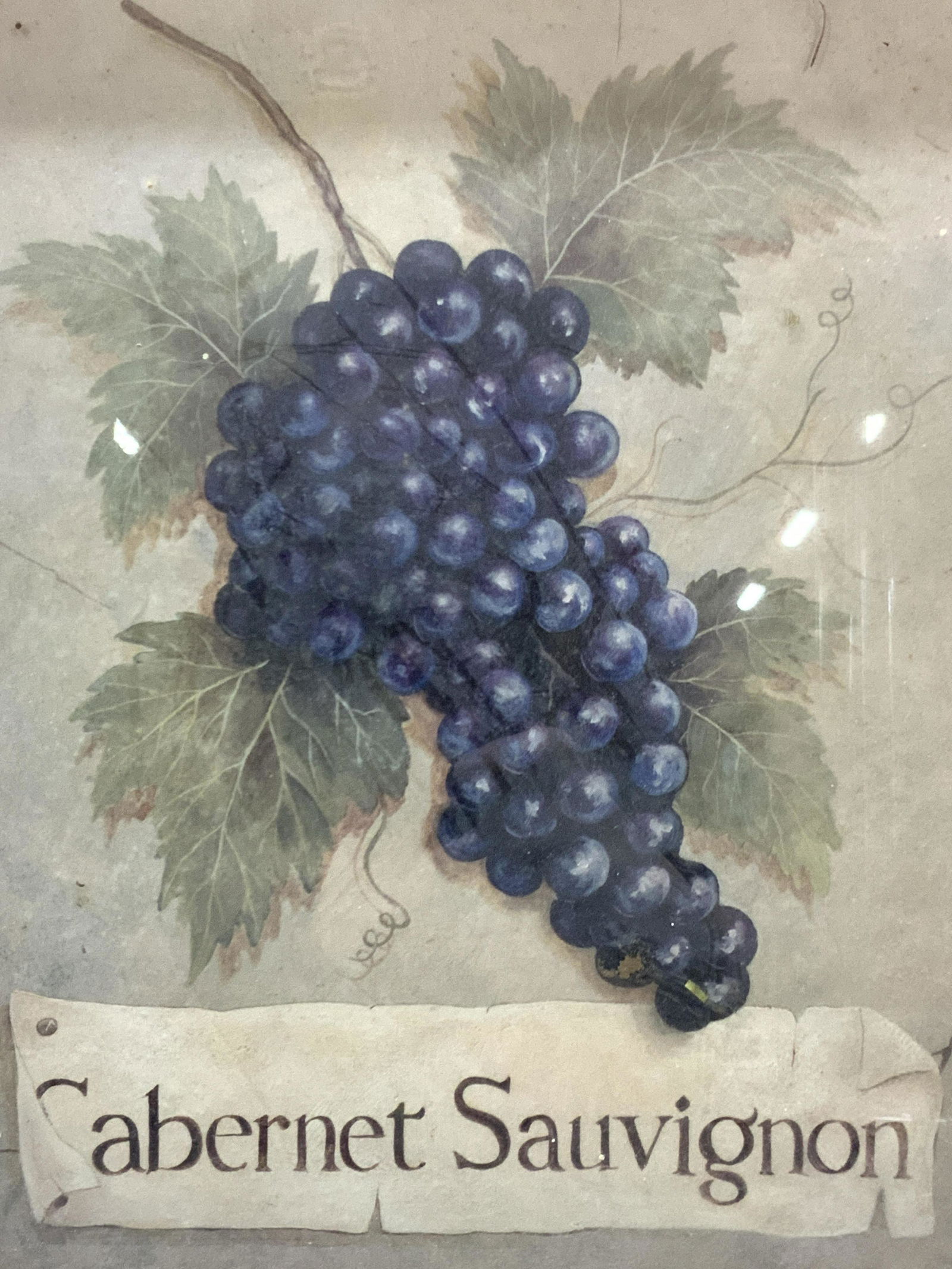 Framed Cabernet Sauvignon Grapes Lithograph (1 of 8)