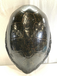 Xl 3ft3in Tall Preserved Sea Turtle Shell