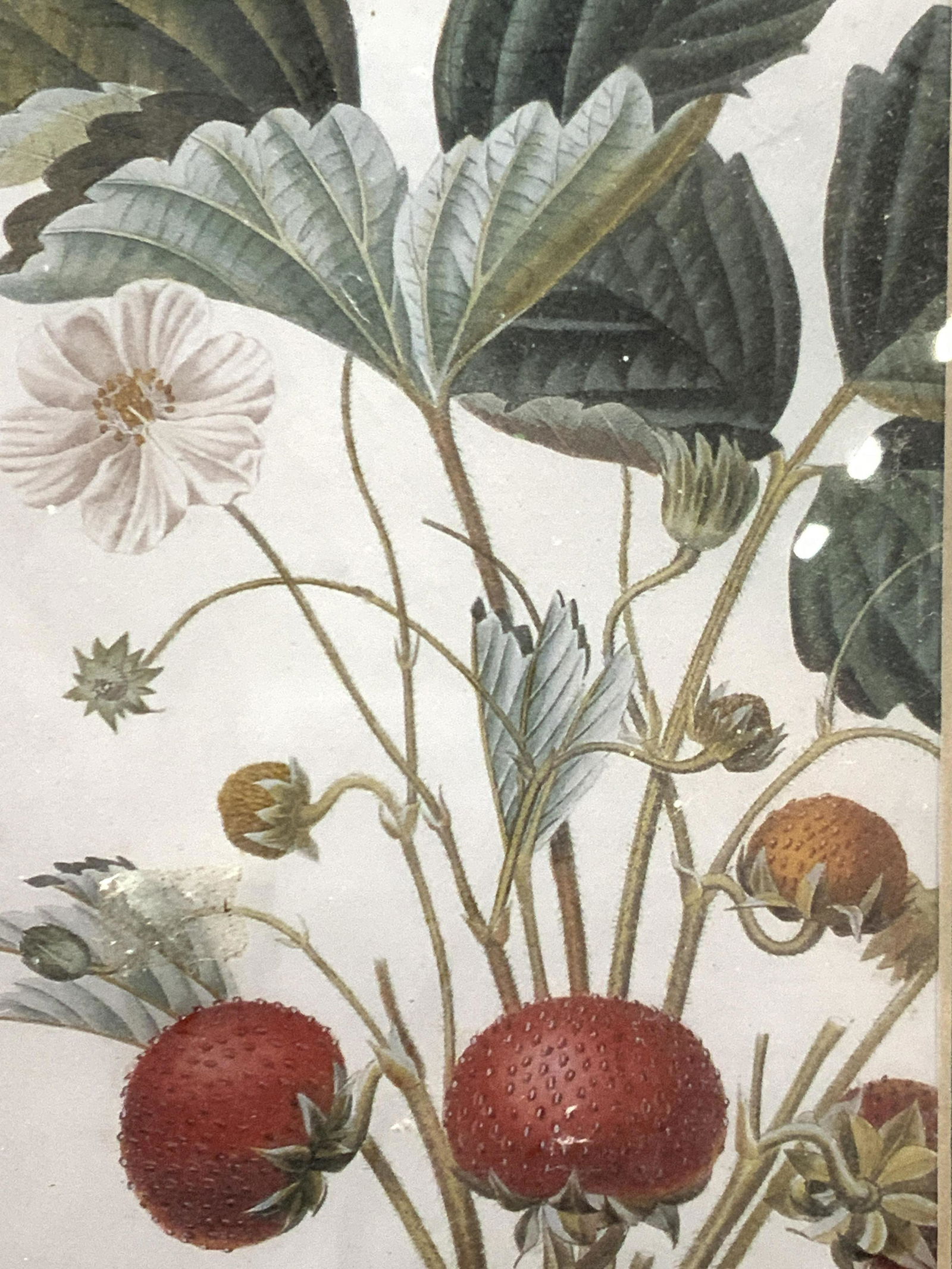 Framed Strawberry Botanical Litho (1 of 8)