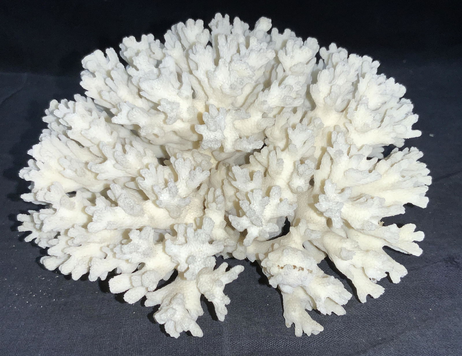 7 Inch White Lace Coral Specimen (1 of 6)