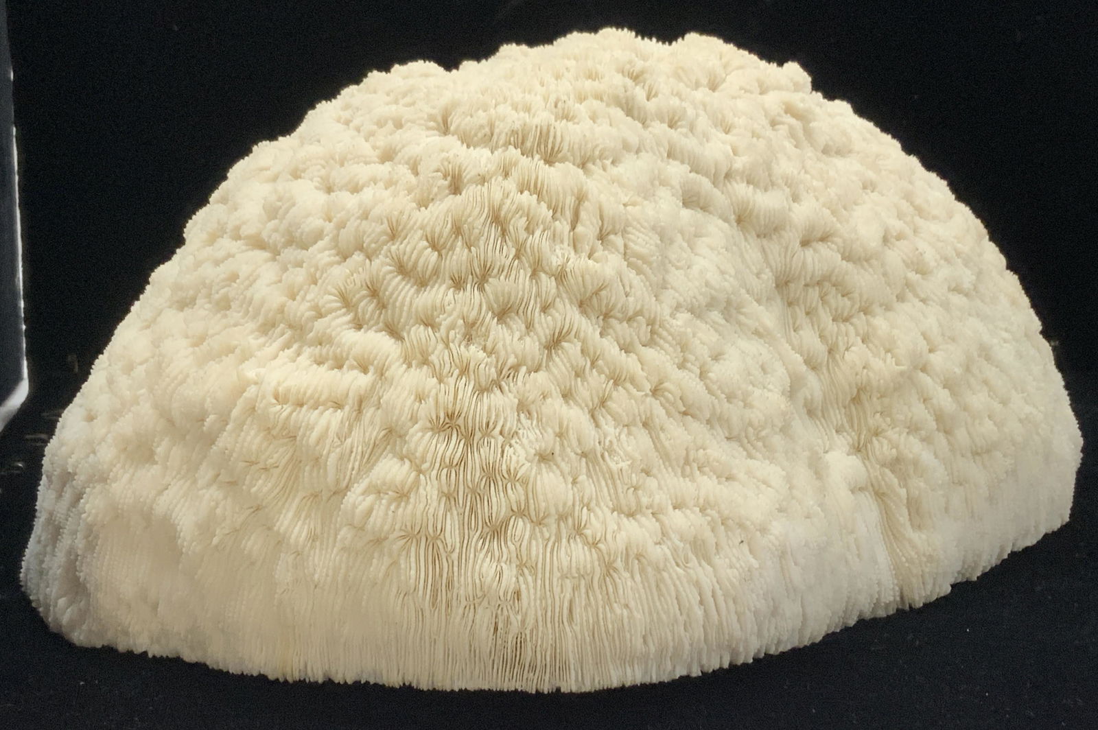 Natural Mushroom Cap Coral Ocean Specimen (1 of 8)