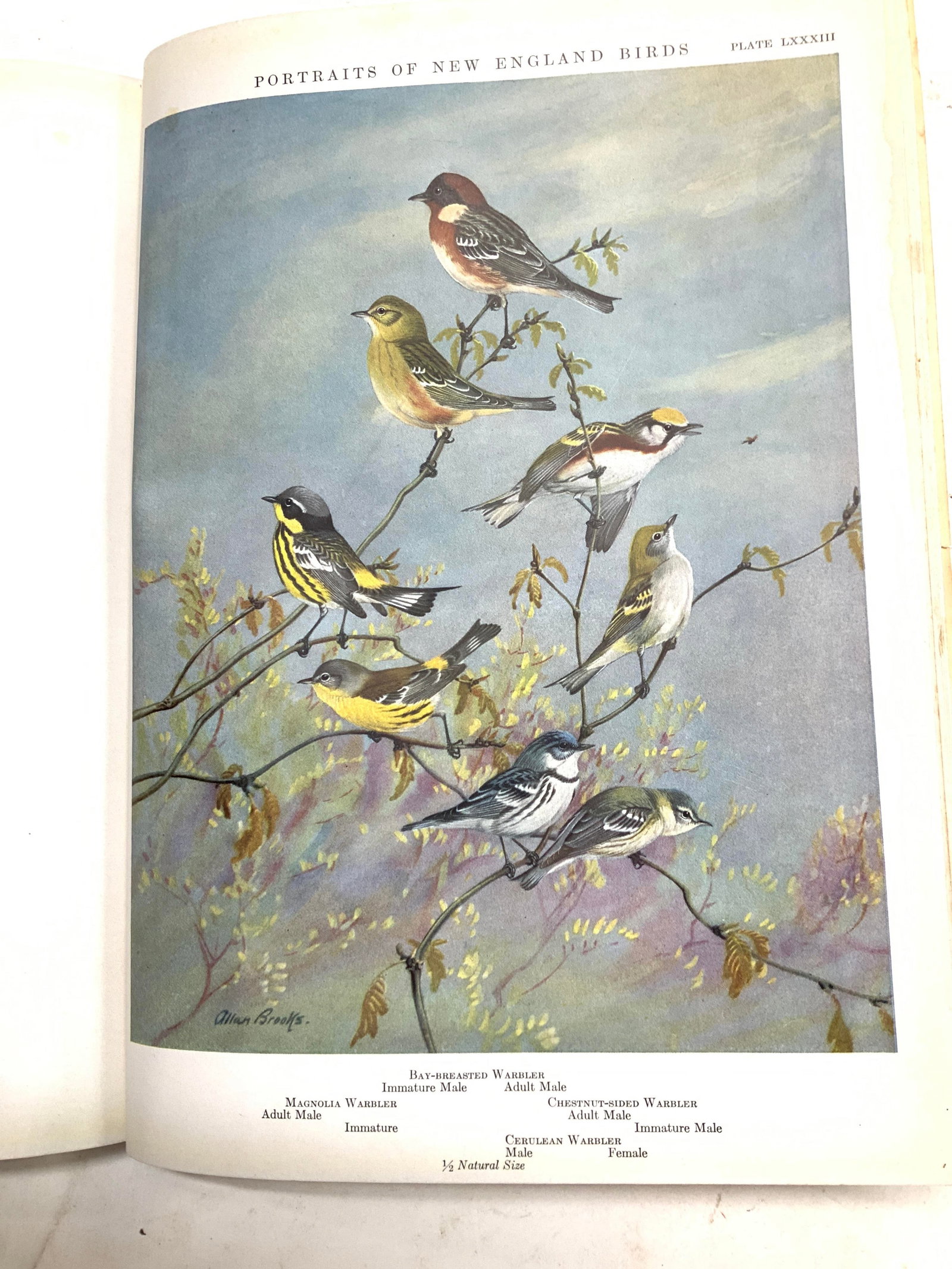 Portraits of New England Birds,c.1932, Illustrated: Portraits of New England Birds ; Birds of Massachusetts and other New England States. By Edward Howe Forbush. published by the Commonwealth of Massachusetts, ca. 1932., Colored illustrations by Louis 