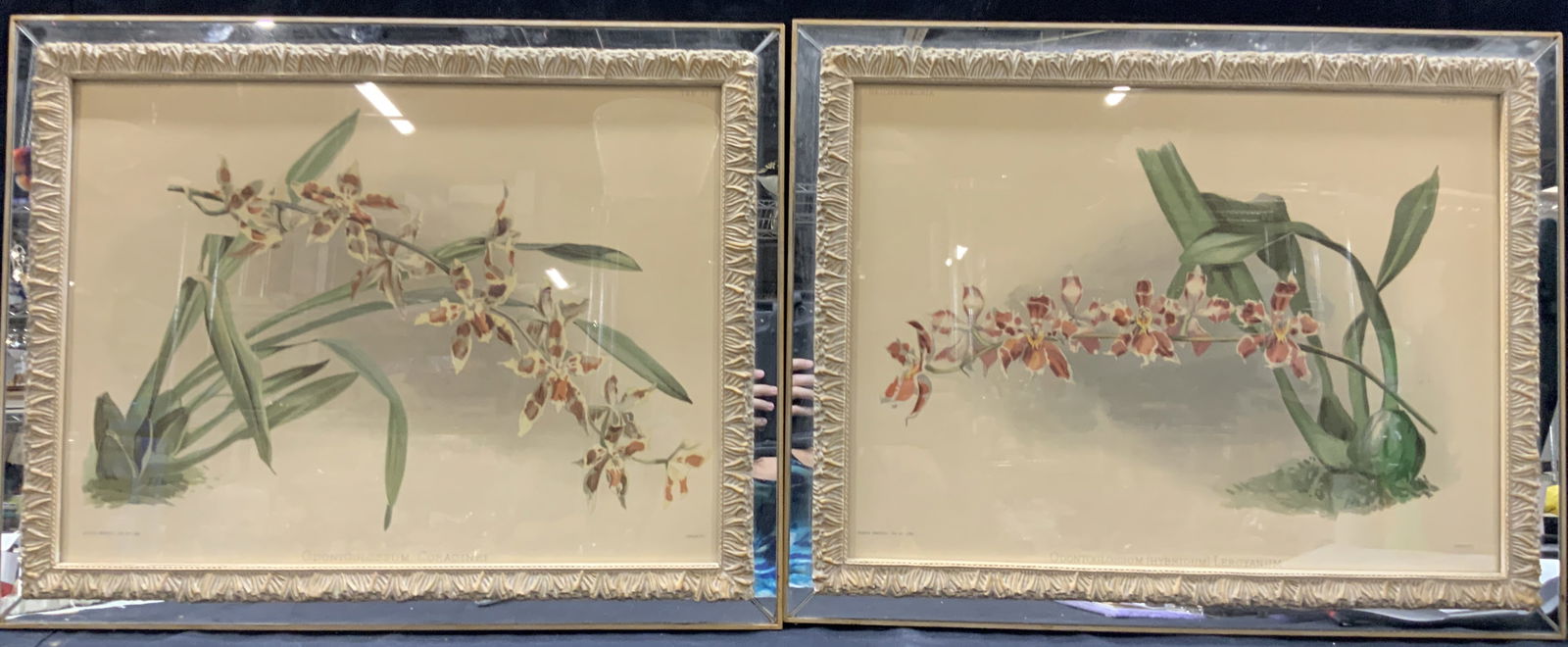Pr 2 Joseph Mansell Orchid Botanical Lithographs (1 of 8)