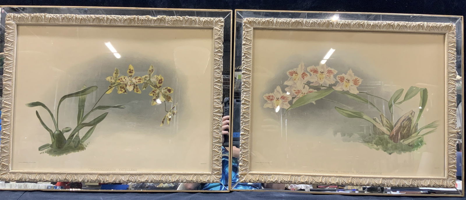 Pr Joseph Mansell Orchid Botanical Lithographs (1 of 10)