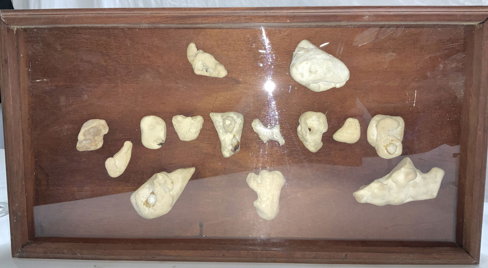 Shadow Box Framed Reef Coral (1 of 7)