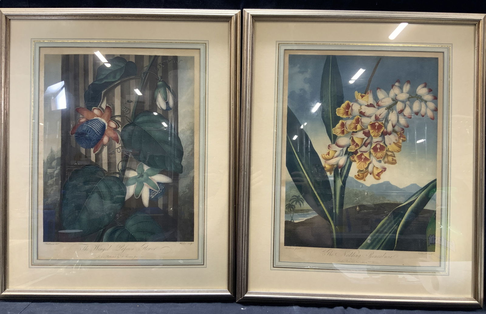 Pr Antique Botanical Colored Lithographs (1 of 9)