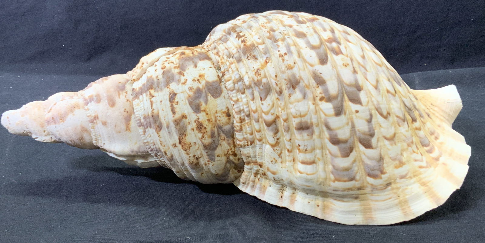 Large South Seas Snail Shell , 13.5 in. (1 of 7)