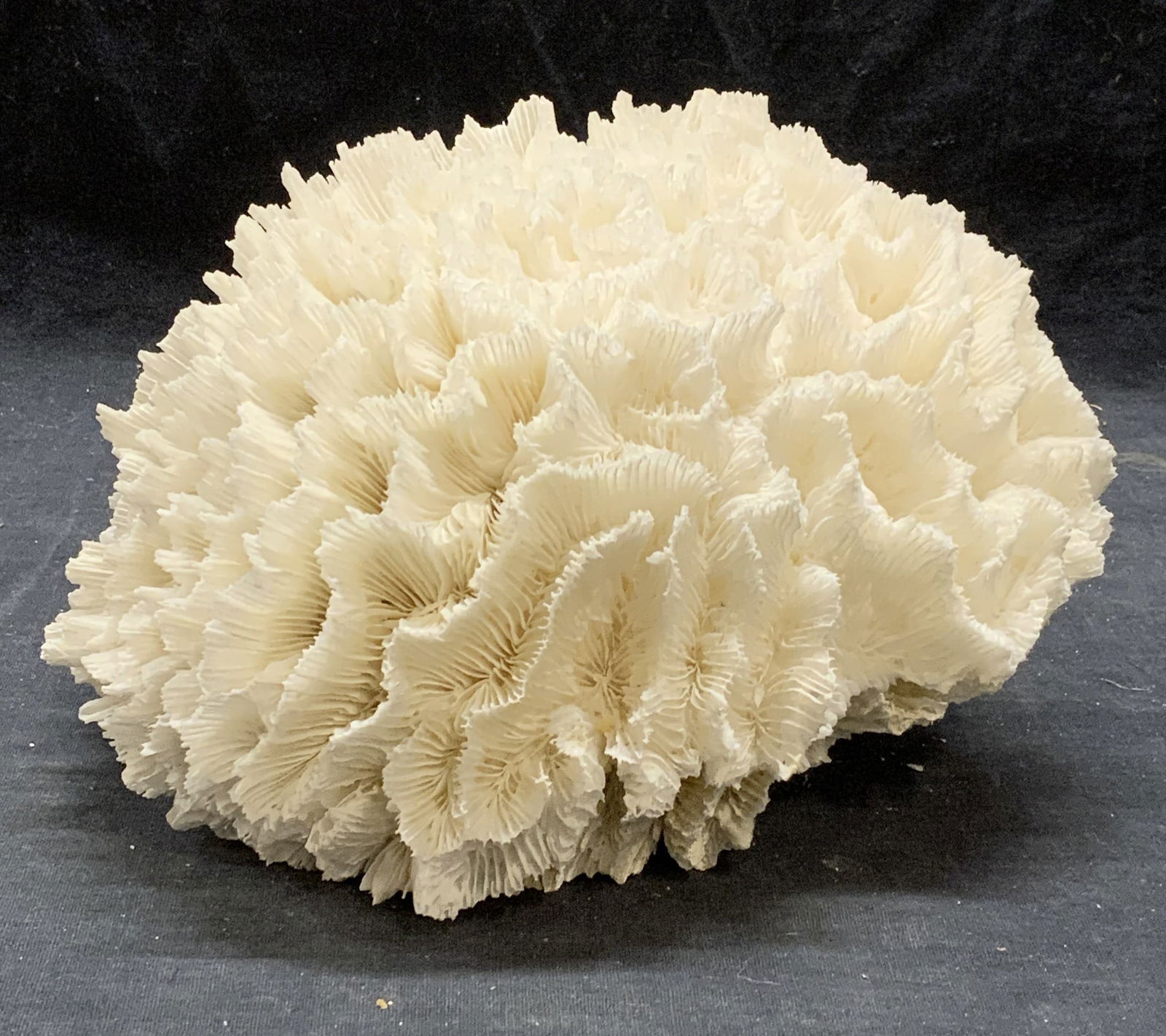 Natural Bleached Coral Specimen (1 of 7)