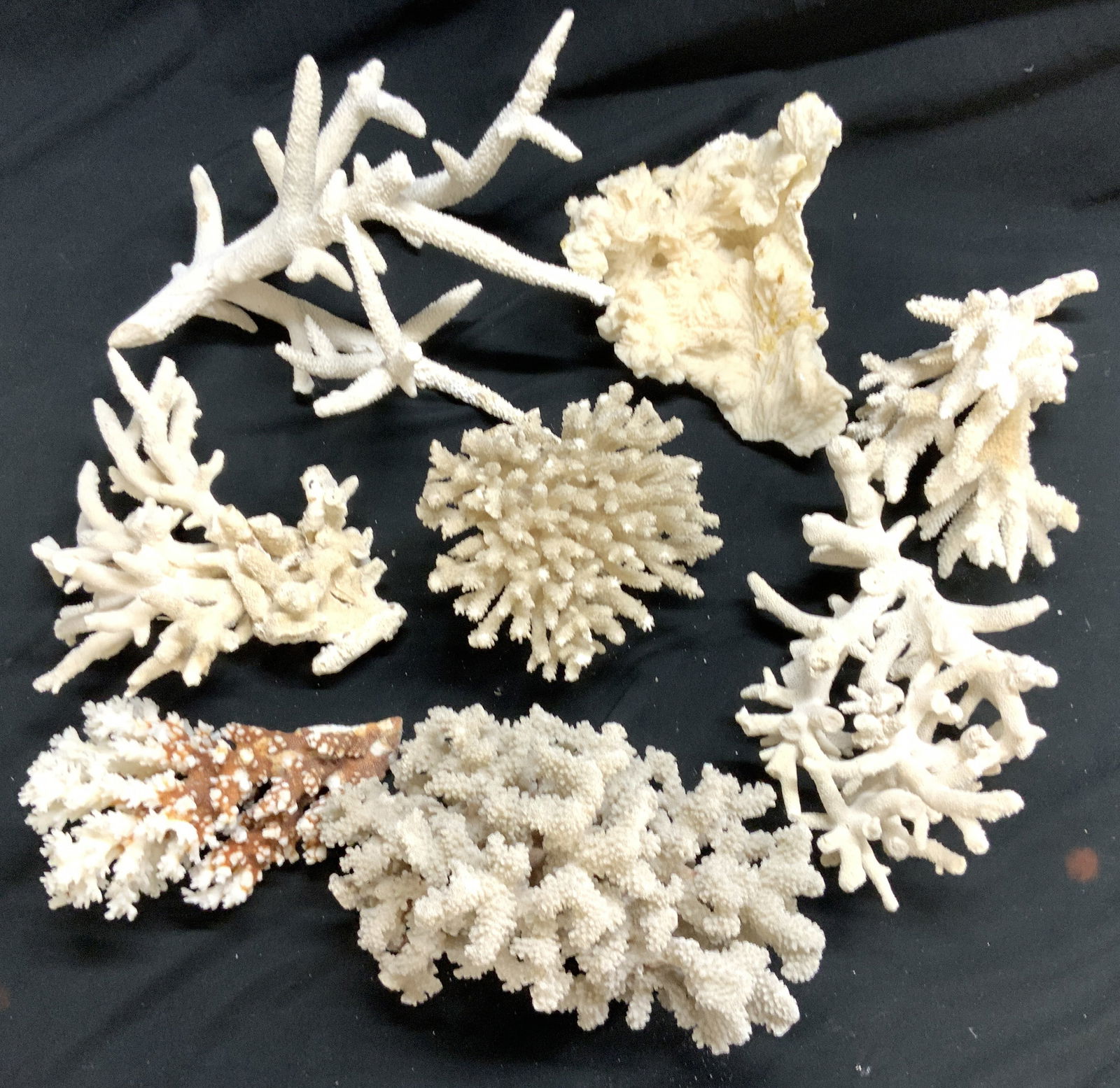 8 Large Specimens of Ocean Coral (1 of 13)