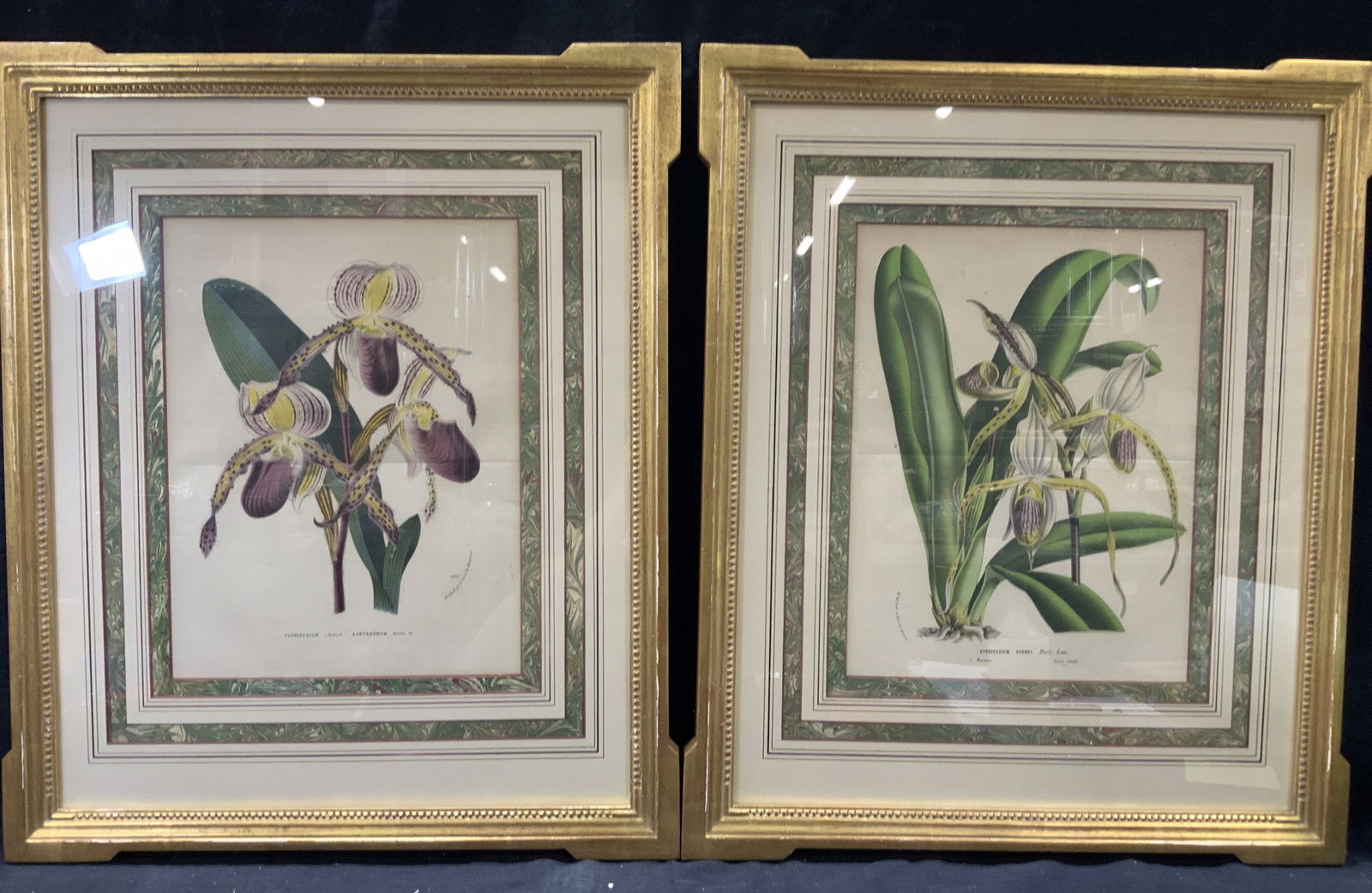Pr Antique Van Houtten Botanical Lithographs, 1865 (1 of 12)