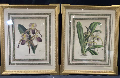 Pr Antique Van Houtten Botanical Lithographs, 1865: Pair of antique botanical colored lithographs. Marked on backside of one reading Van Hoote, Belgium, printed in France, 1865, along with a biography of a Sir Alfred Munnings. 1 lithograph reads Cyprip