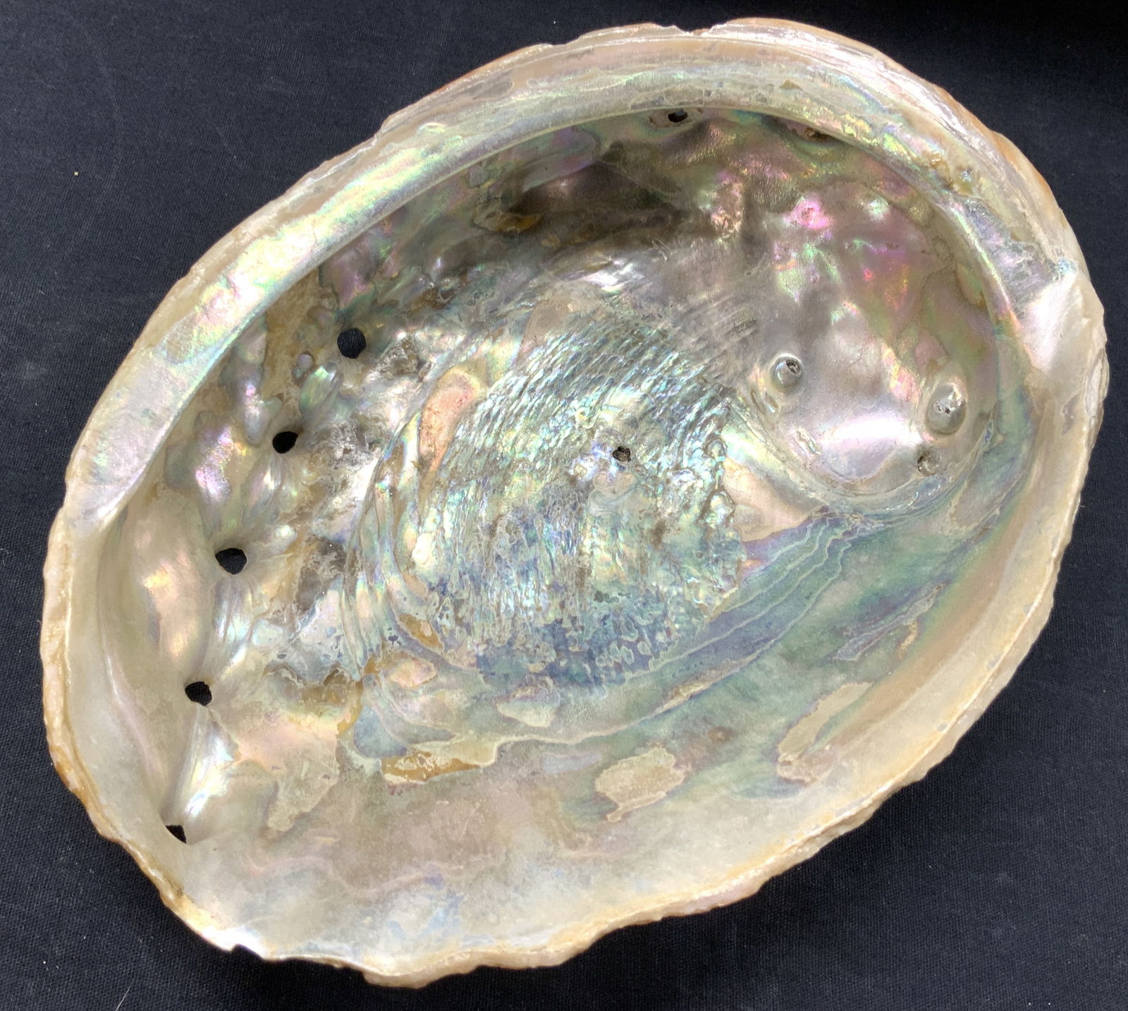 8 Inch Wide Abalone Shell (1 of 8)