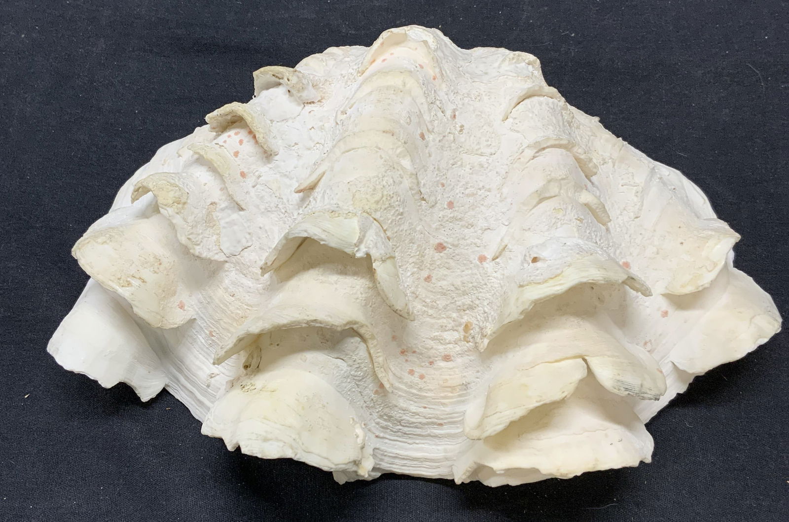 10 Inch Natural Clamshell (1 of 6)