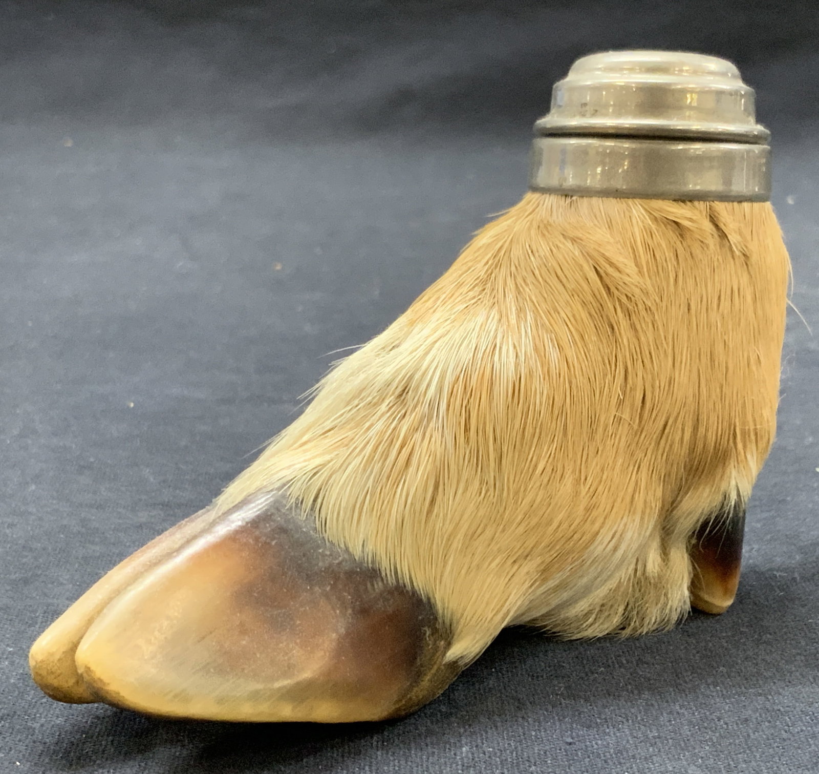 Vintage Taxidermy Goat Hoof Ink Well: Vintage ink well within the taxidermy hoof of a goat with metal hinged cap. Approximately 3 inches tall and 5 inches long Moderate wearing to metal capping and residue to glass insert ink well. Goat h