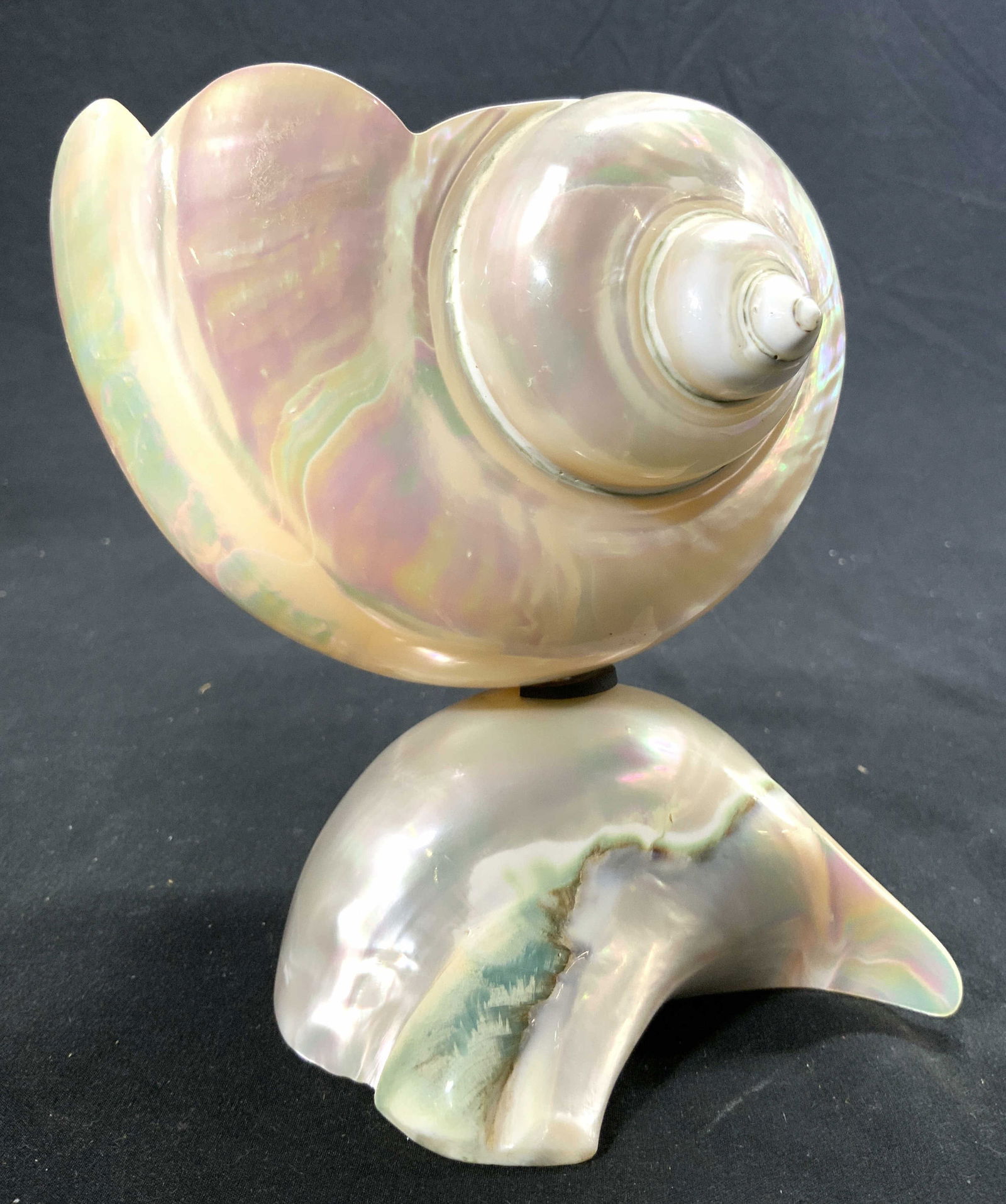 Polished Nautilus Shell Vase Vessel (1 of 7)