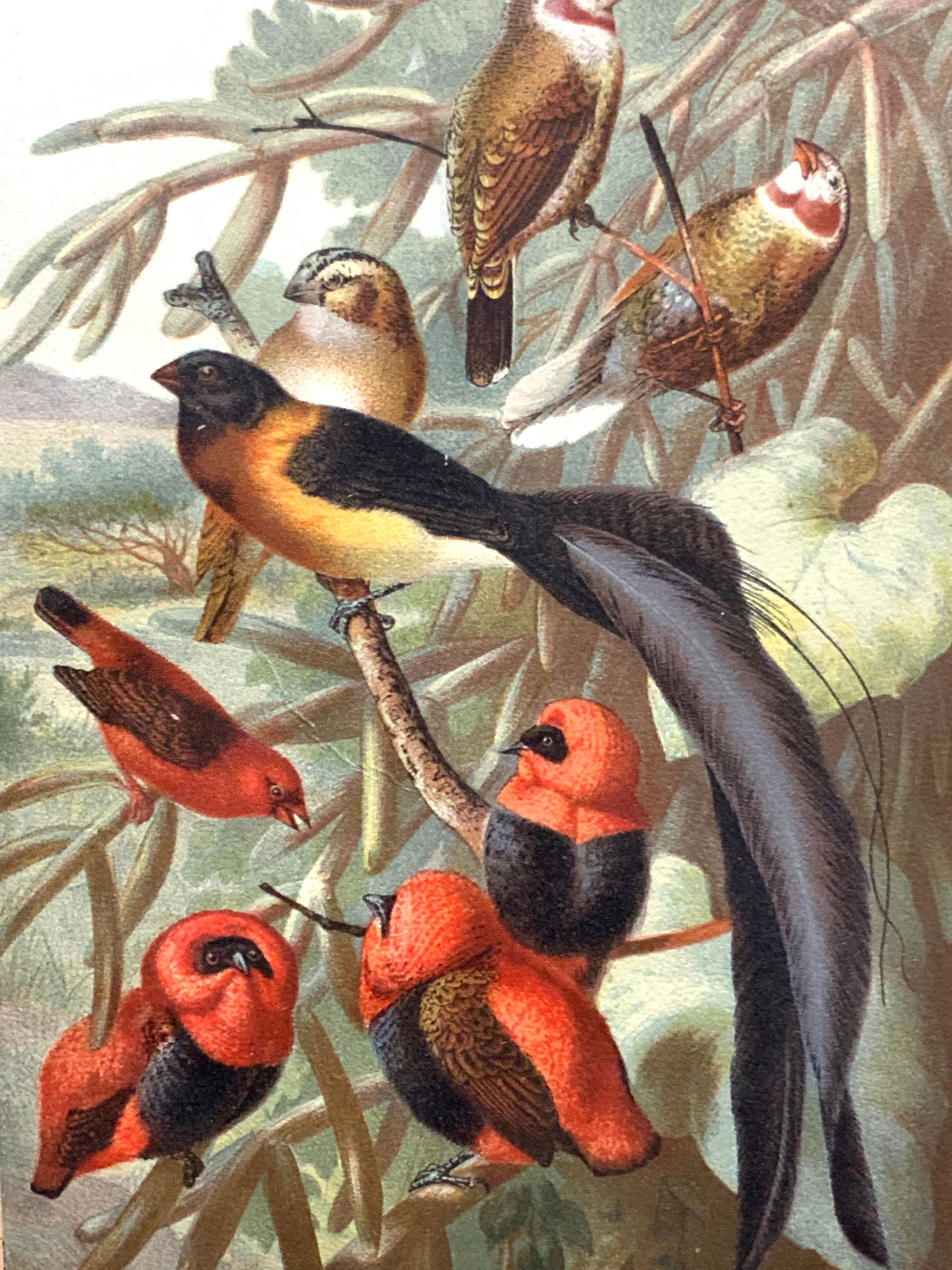 Vintage Weaver Birds Lithograph (1 of 9)