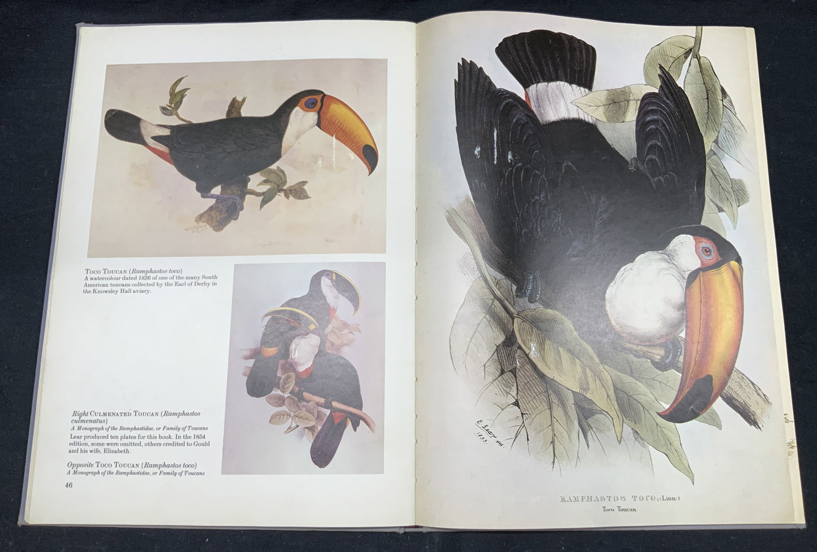 Edward Lears Birds, Illustrated, 1980 (1 of 12)
