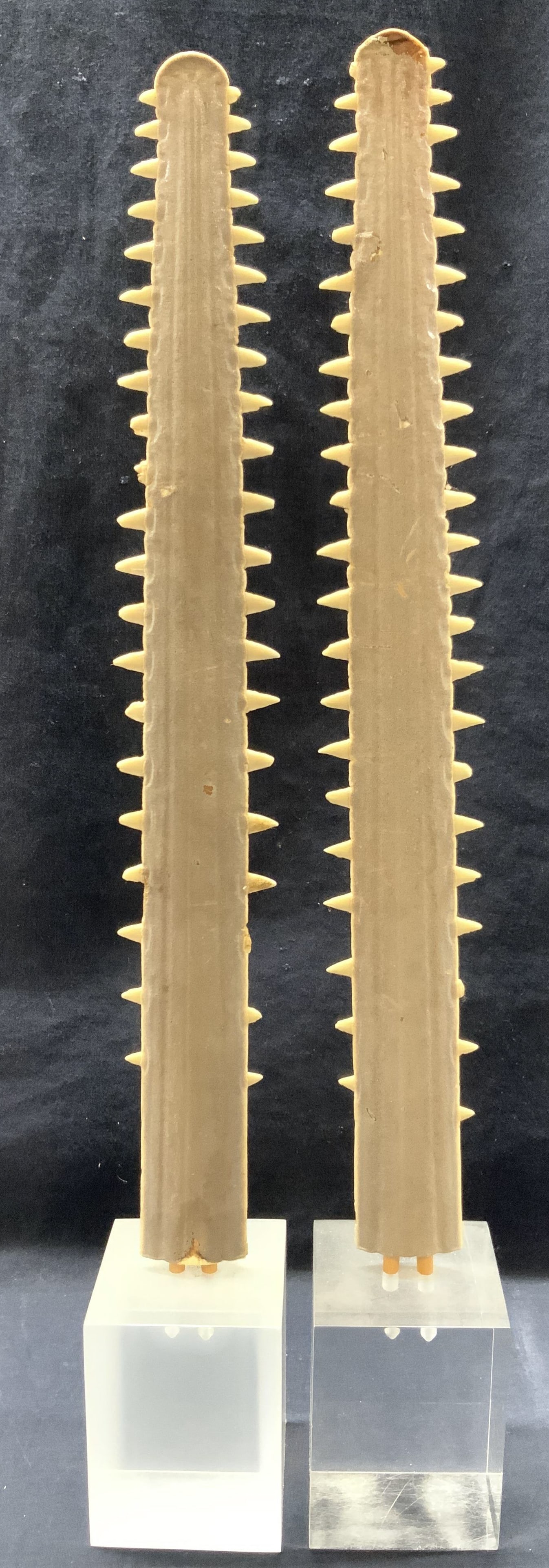 2 SawFish Bills W Lucite Bases 1ft10in: Pair of sawfish bill sculptures with lucite bases. Bills have real original teeth. approximately 22 inches tall, bases are approx 3 x 3 x 4 inches. Cartilage of bill is coated with gray toned substanc