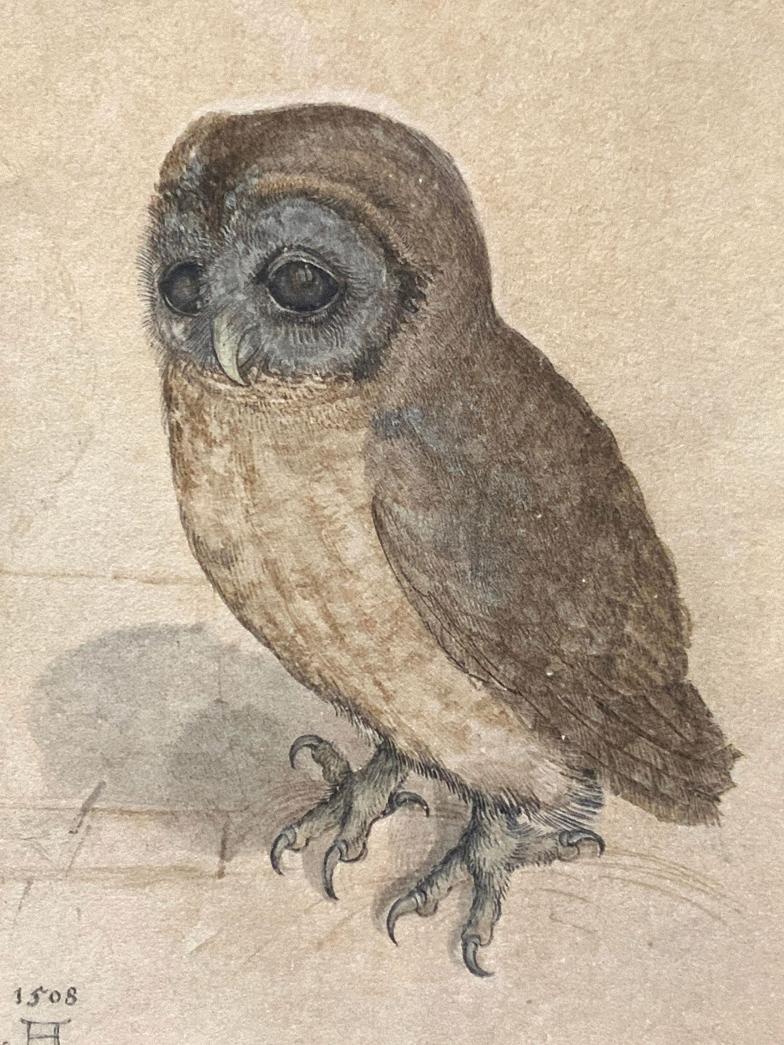 Durer Tawny Owl Illustration Lithograph (1 of 7)