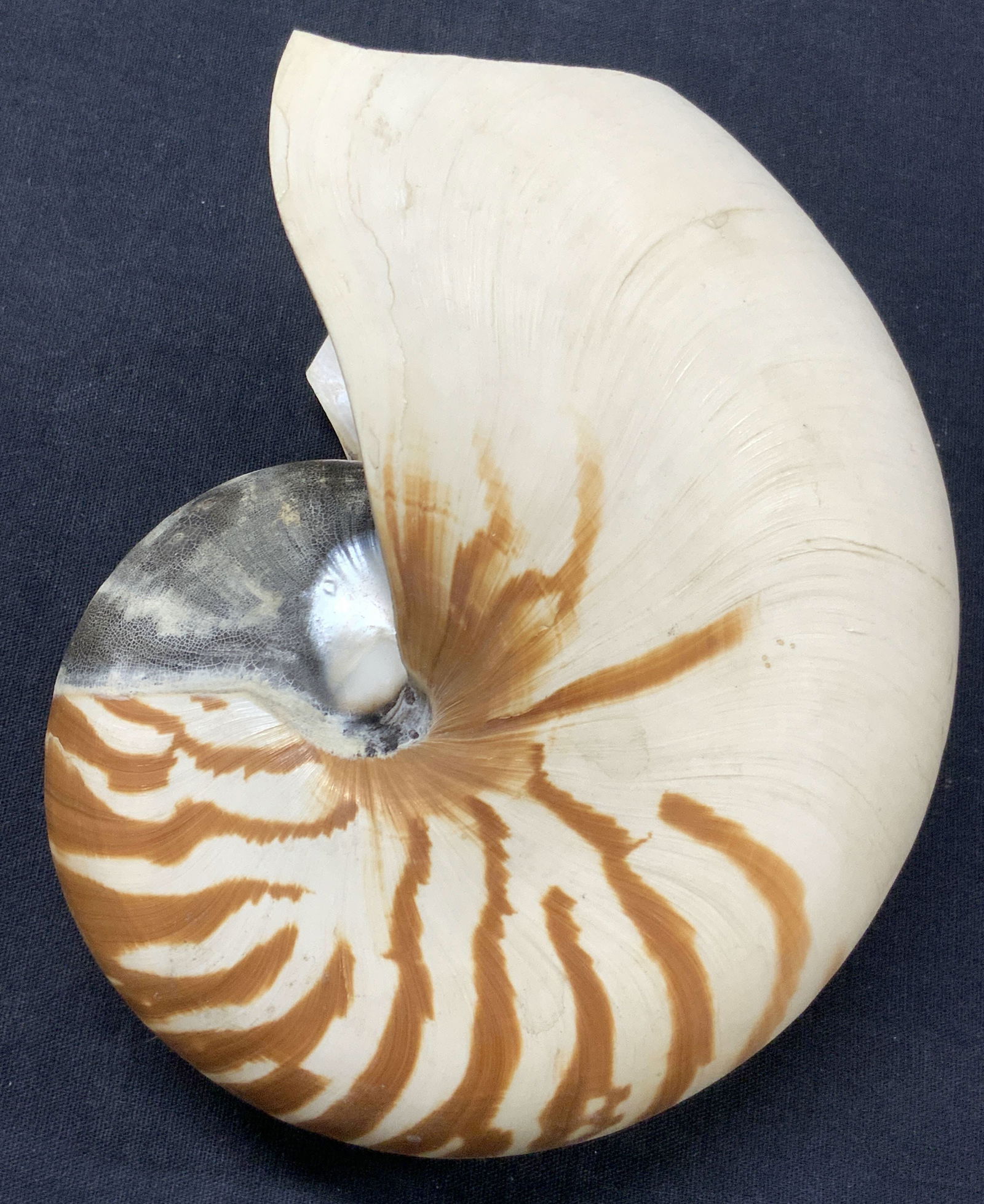 6.5 Inch Chambered Nautilus Sea Shell Specimen (1 of 8)