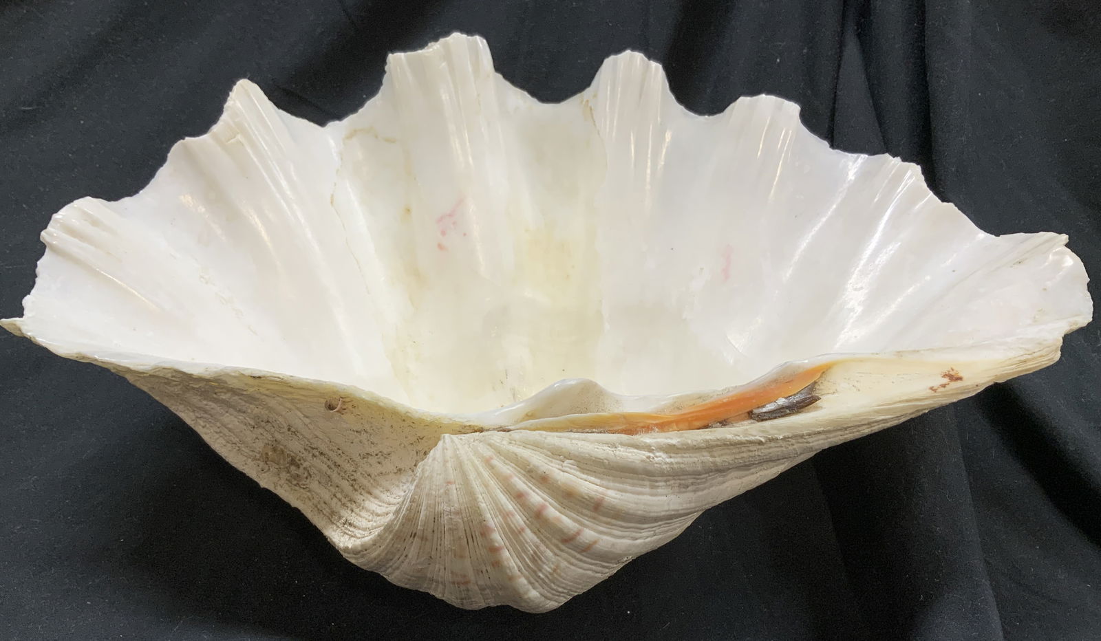 13 in. Heavy South Pacific Sea Clam Shell (1 of 7)